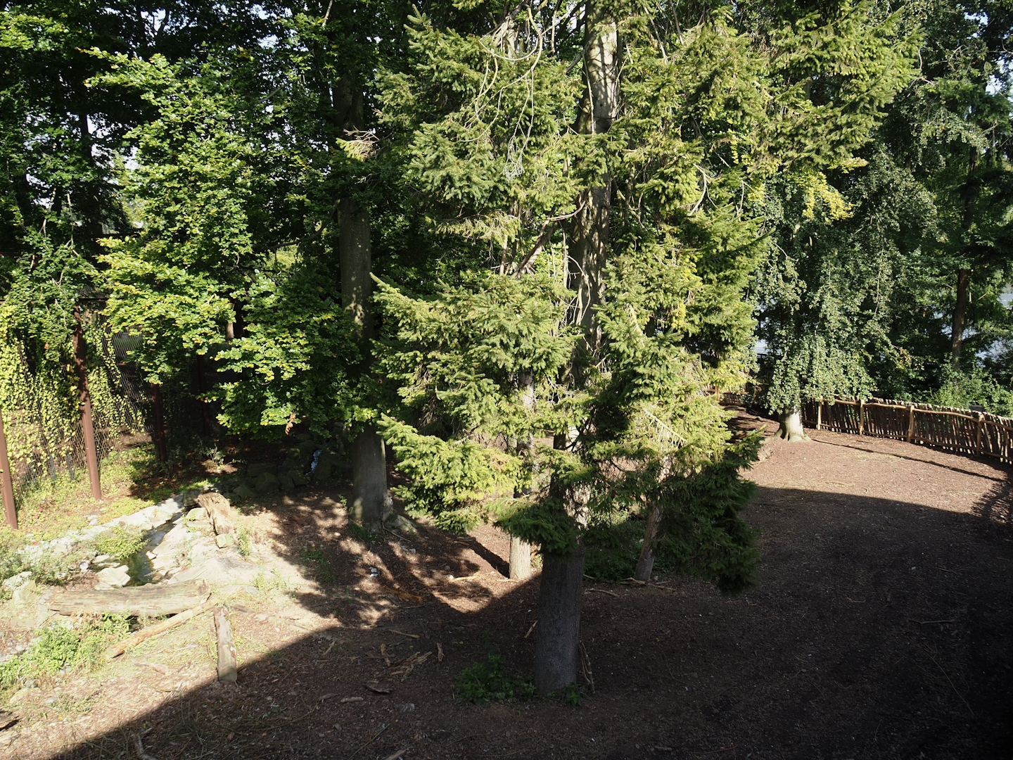 Domestic reindeer exhibit, 2024-09-17