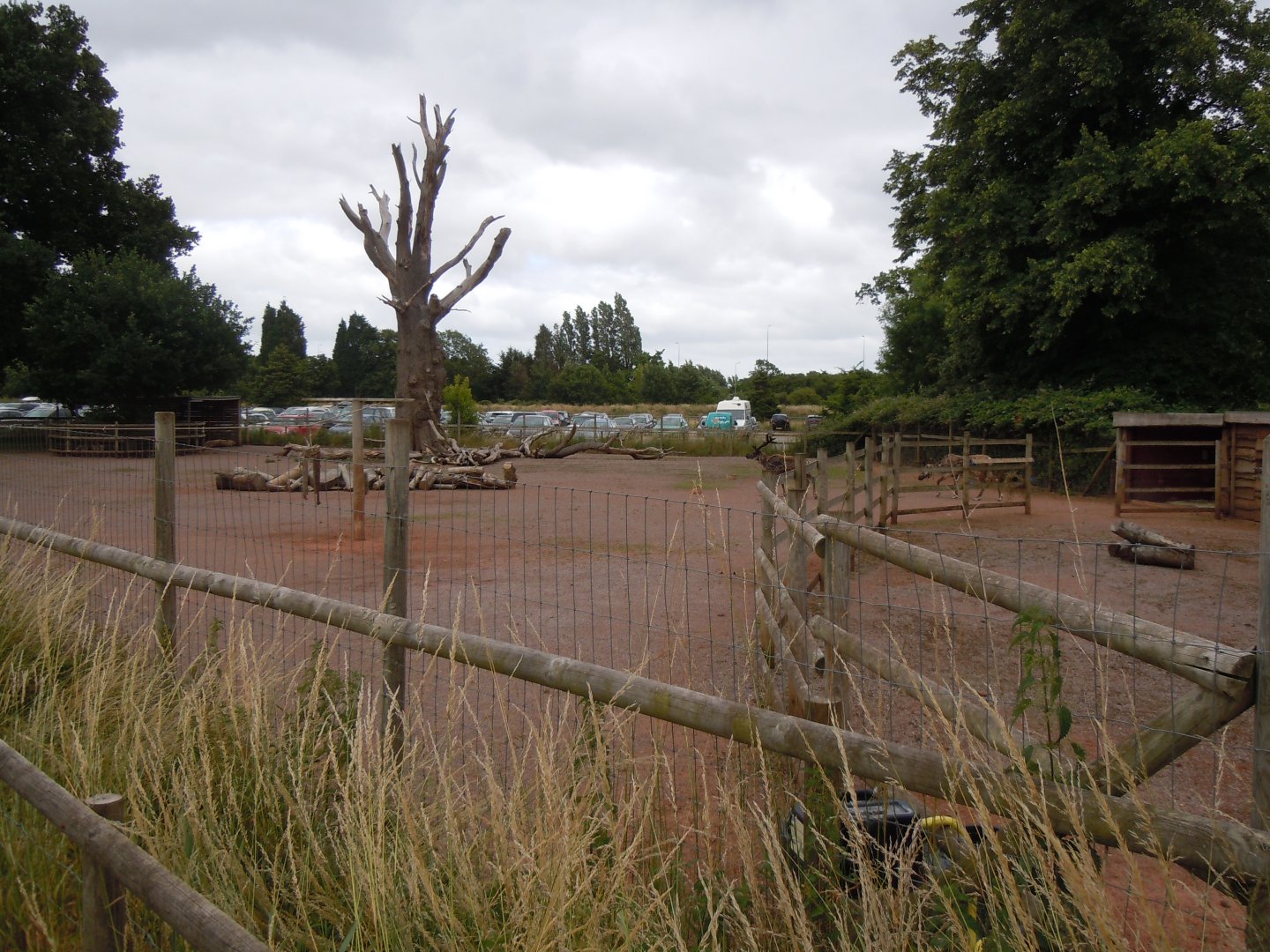 Domestic reindeer exhibit 290620