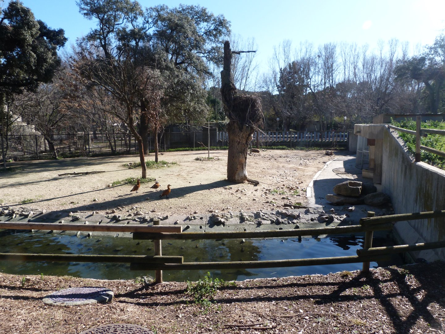 Domestic reindeer exhibit -Zoo Aquarium de Madrid (2025)