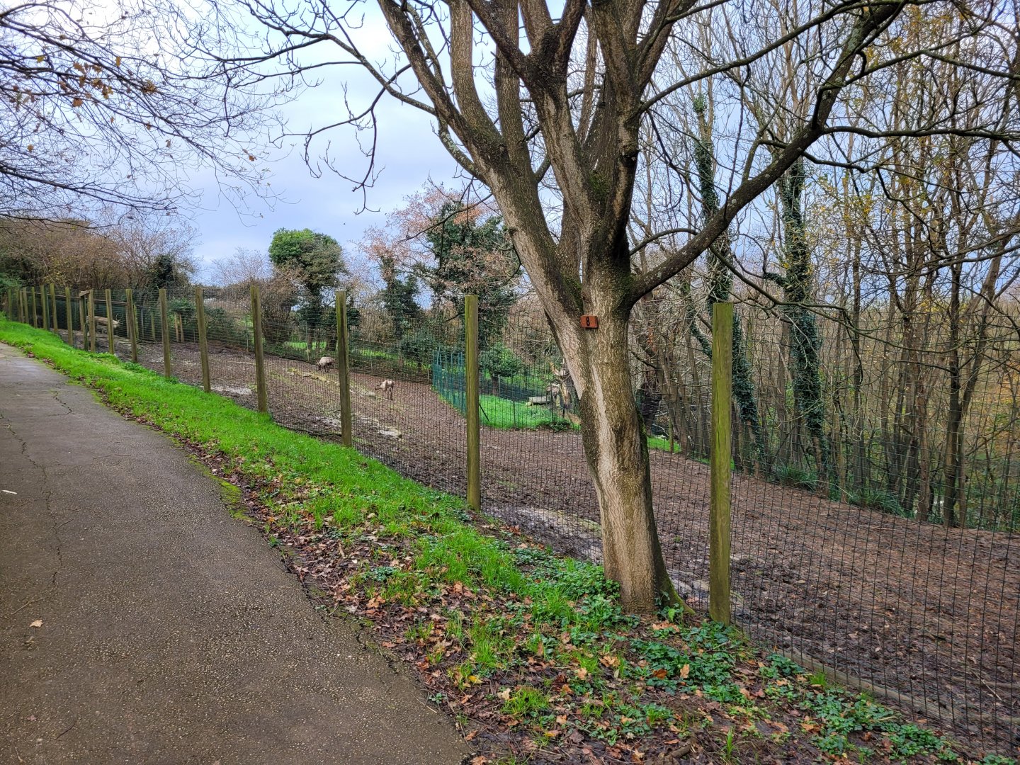 Domestic reindeer exhibit -Zoo de Santillana del Mar (2023)