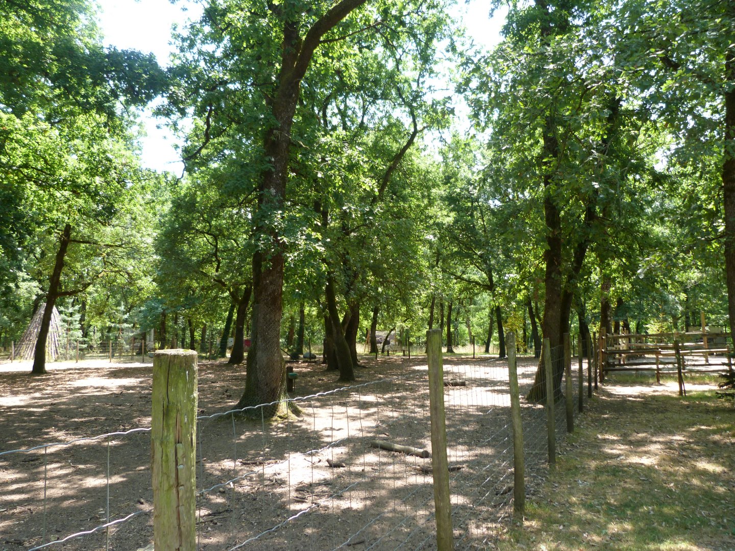 Domestic reindeer exhibit -Zoodyssée (2025)