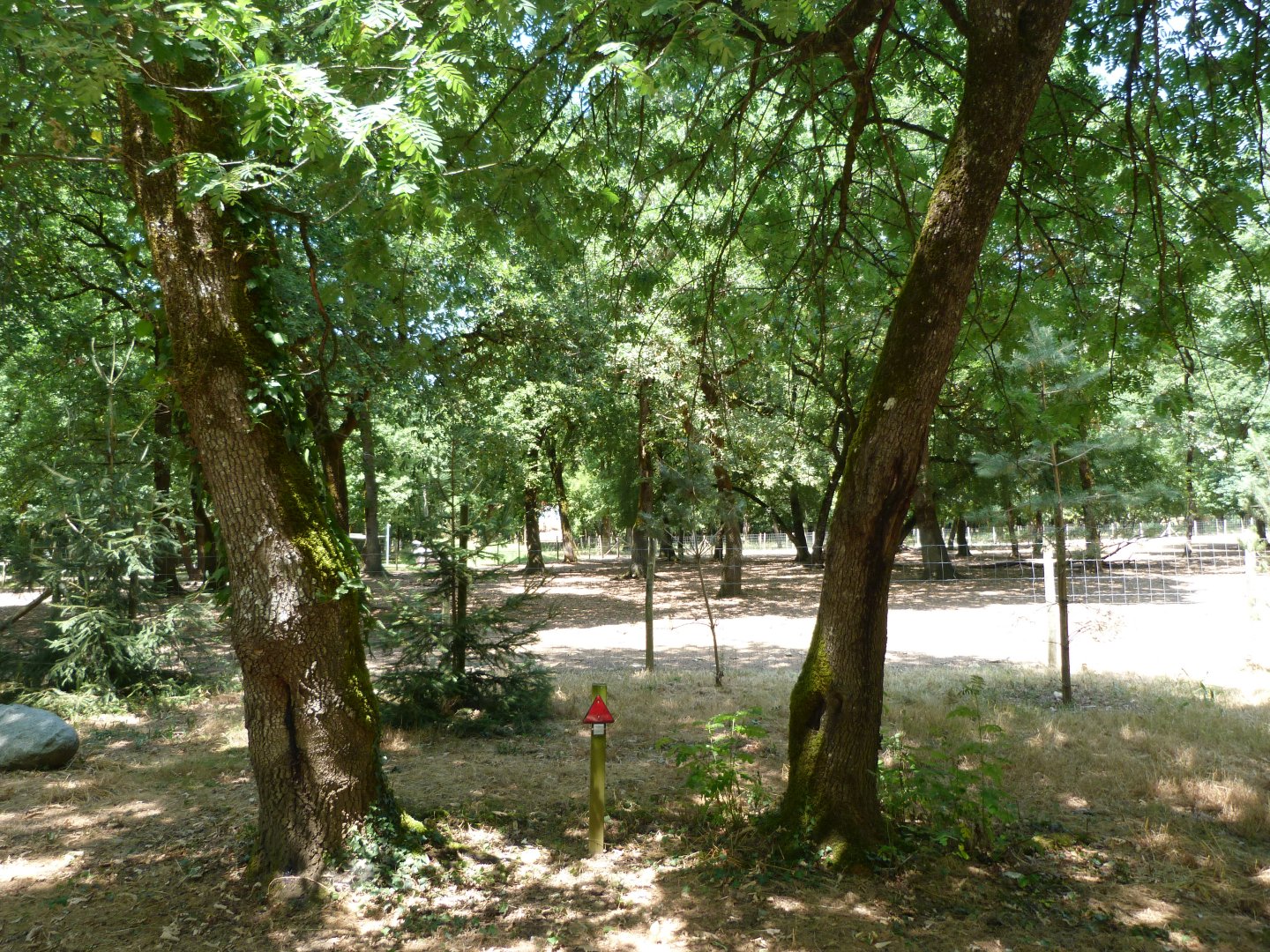 Domestic reindeer exhibit -Zoodyssée (2025)