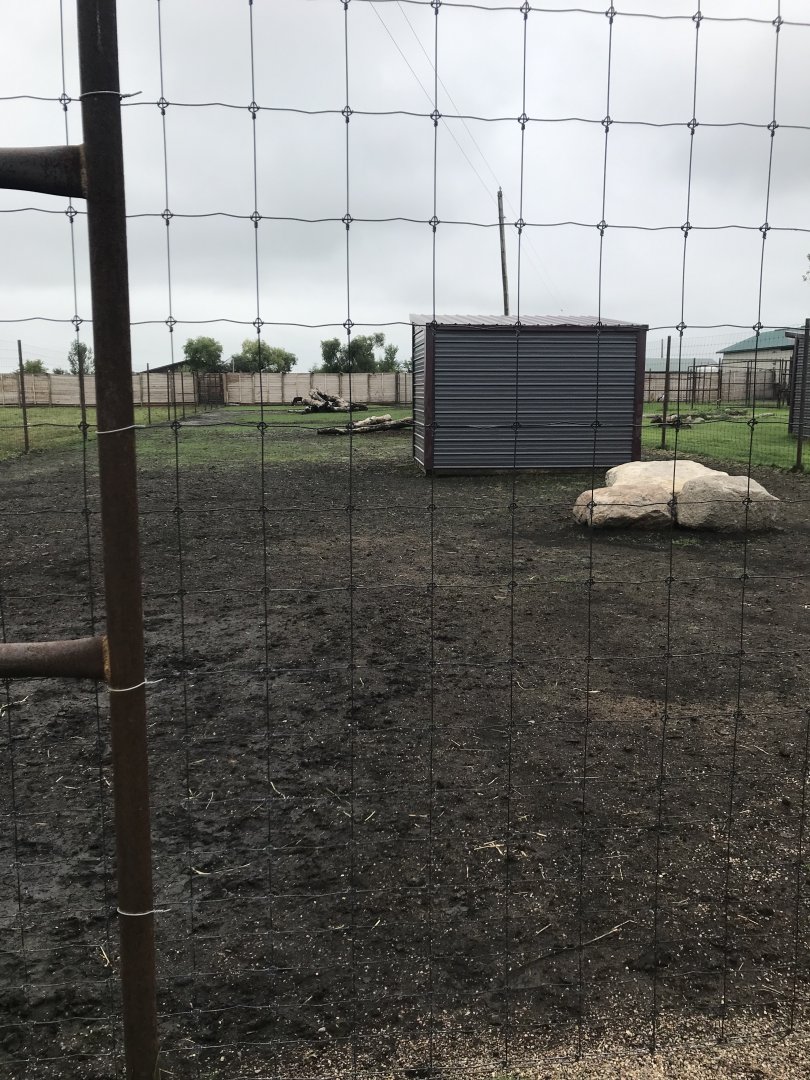 Domestic Reindeer Exhibit