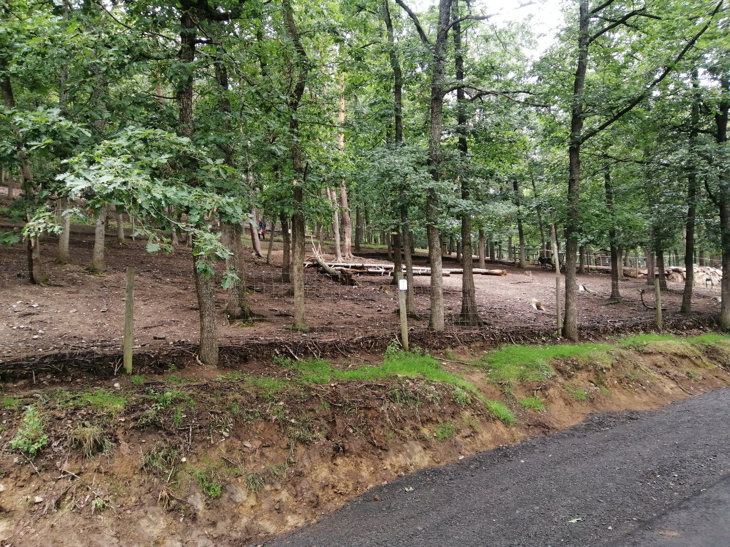 Domestic reindeer exhibit