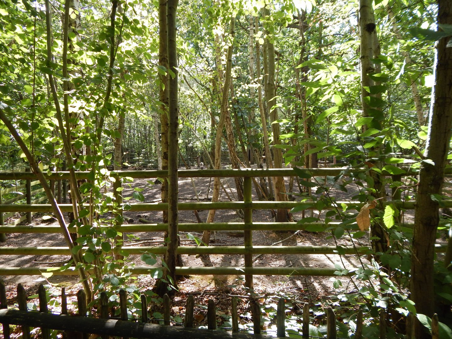 Domestic reindeer habitat 030924