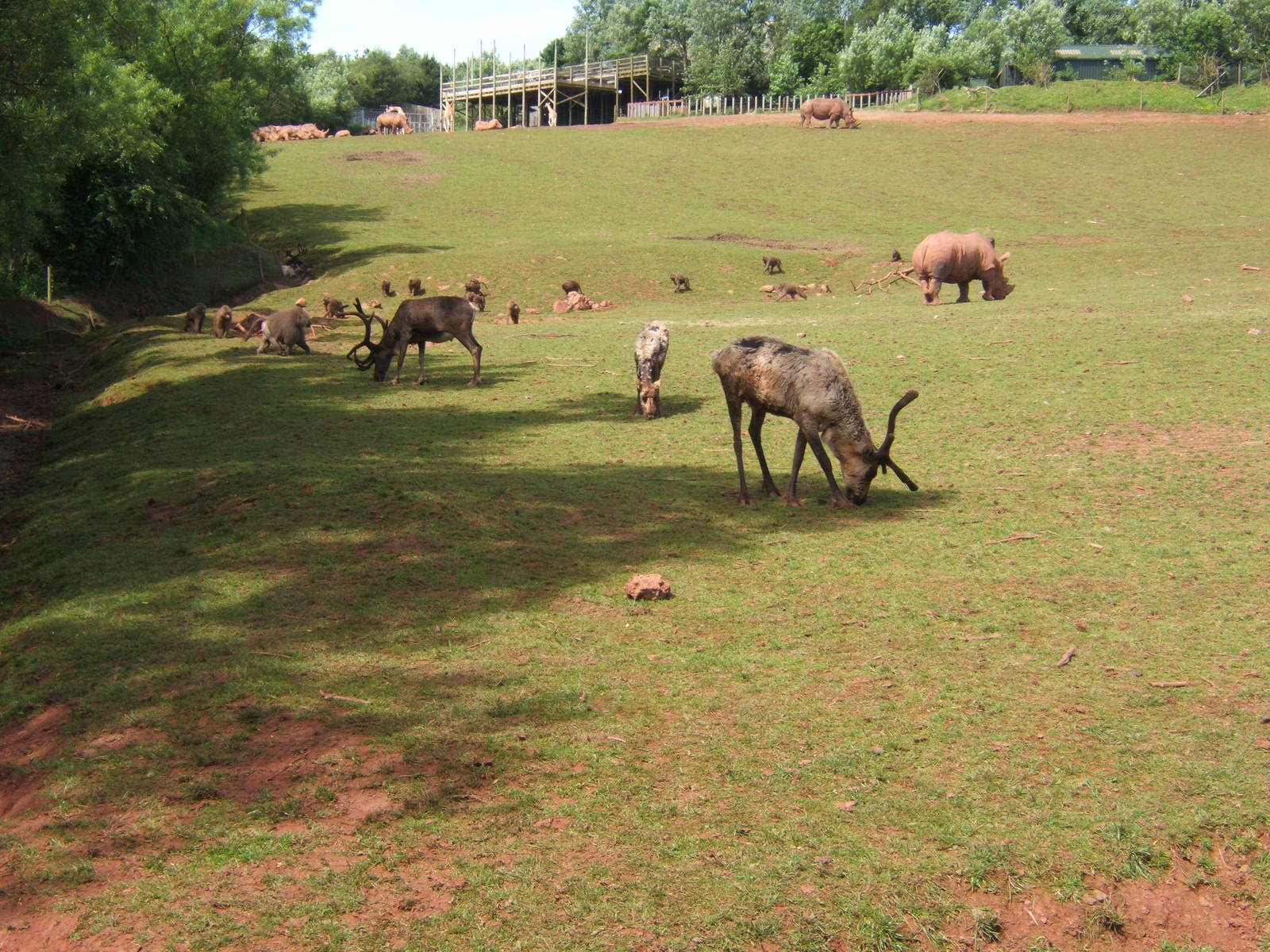 Domestic Reindeer,Hamadryas Baboon and White Rhino