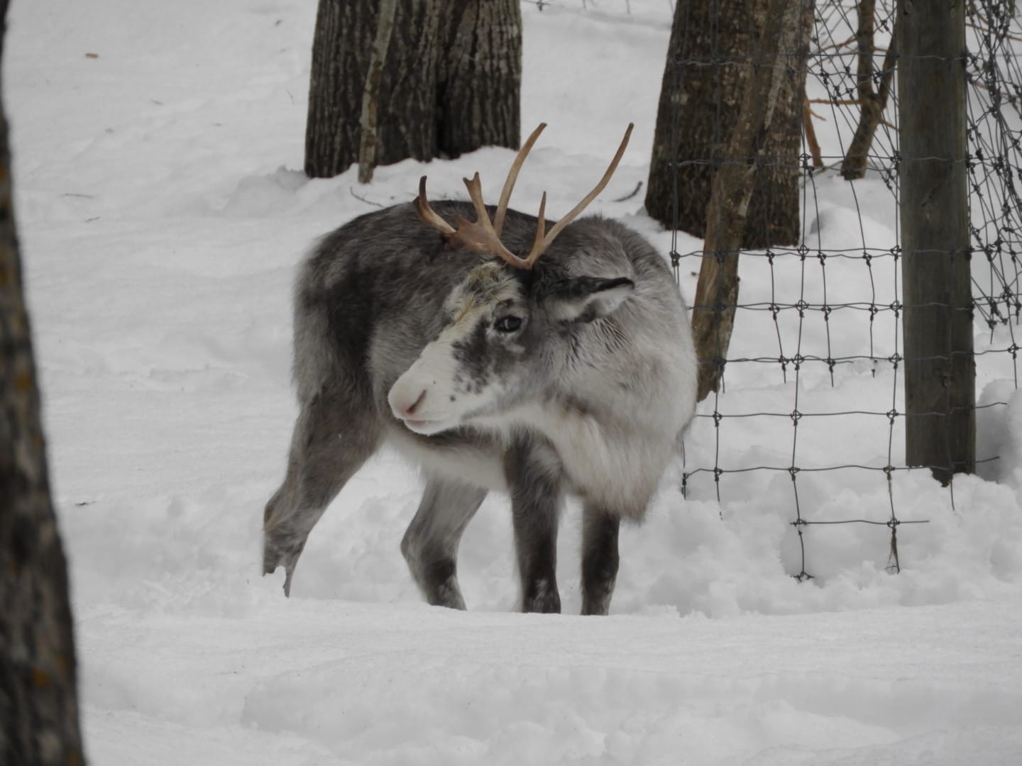 Domestic reindeer -Lacuniacha (2021)