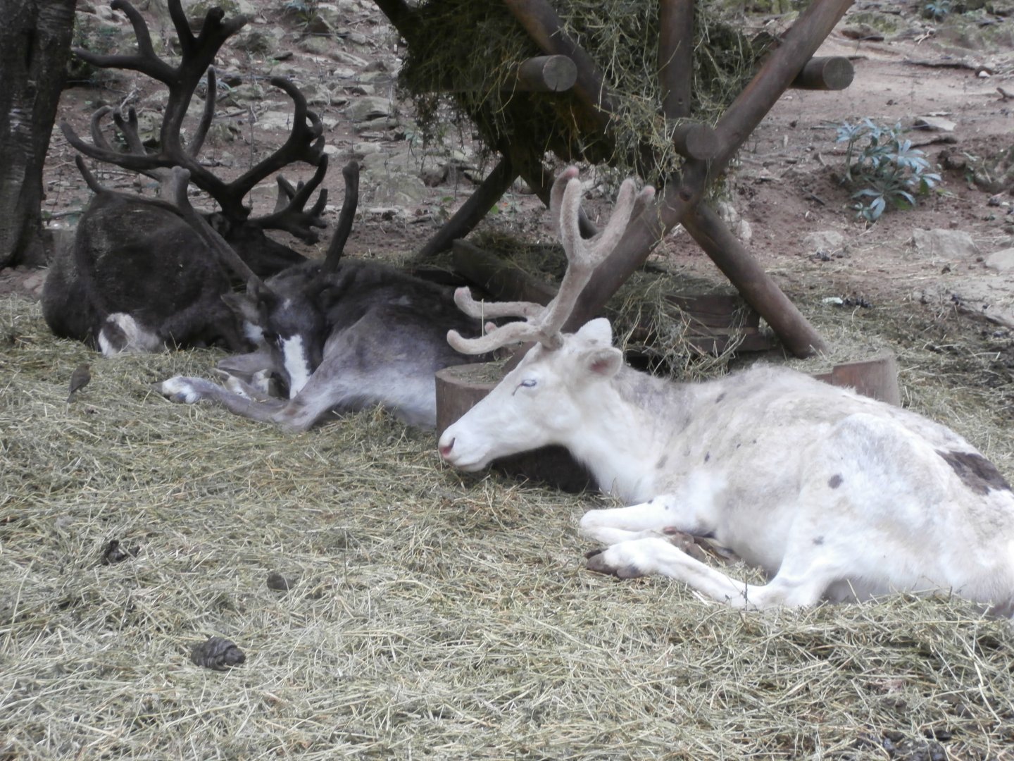 Domestic reindeer- Lacuniacha