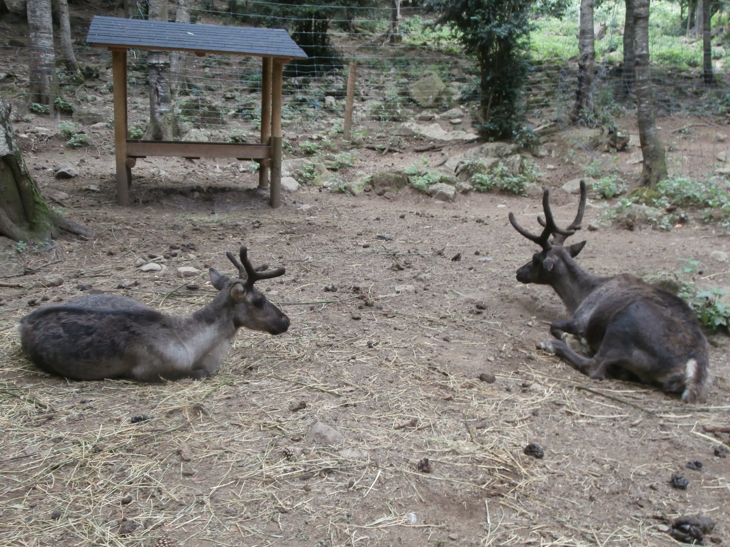 Domestic reindeer- Lacuniacha