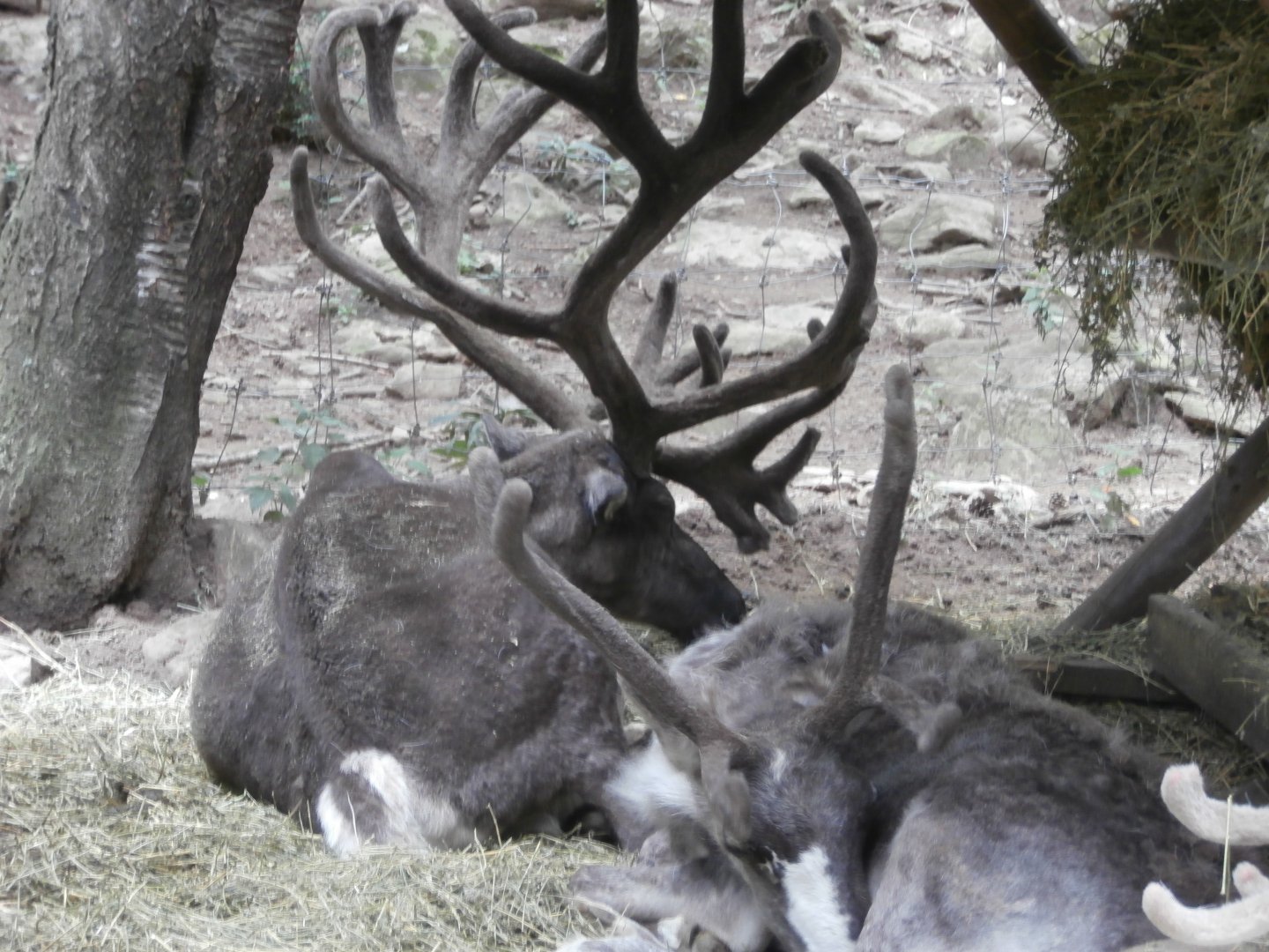 Domestic reindeer- Lacuniacha