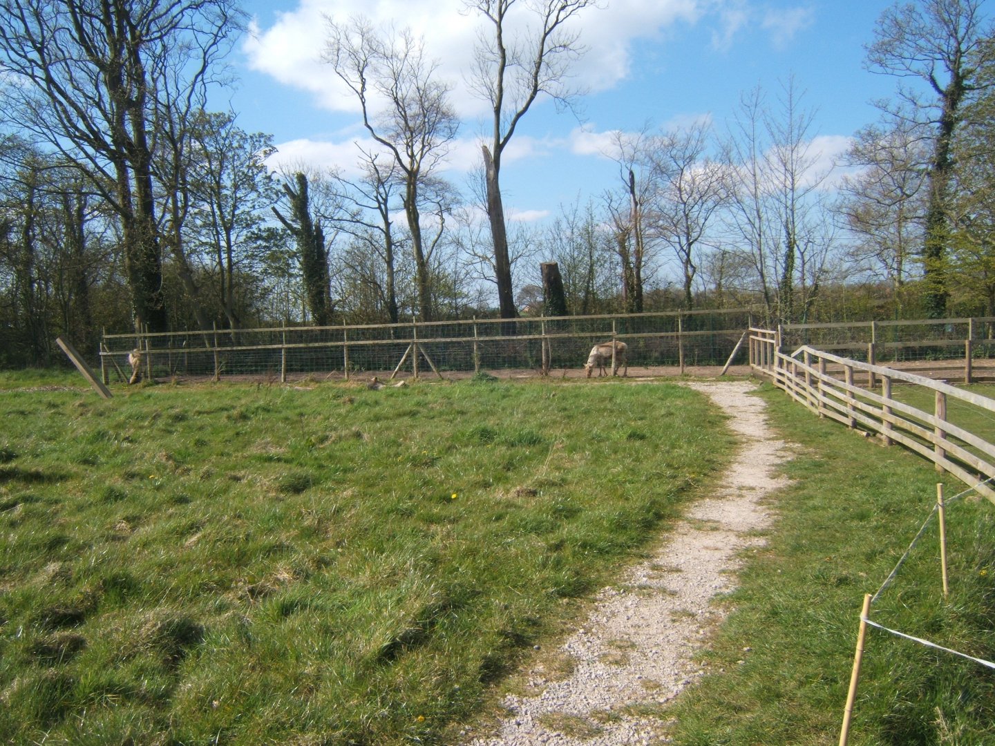 Domestic Reindeer paddock 13/04/2019