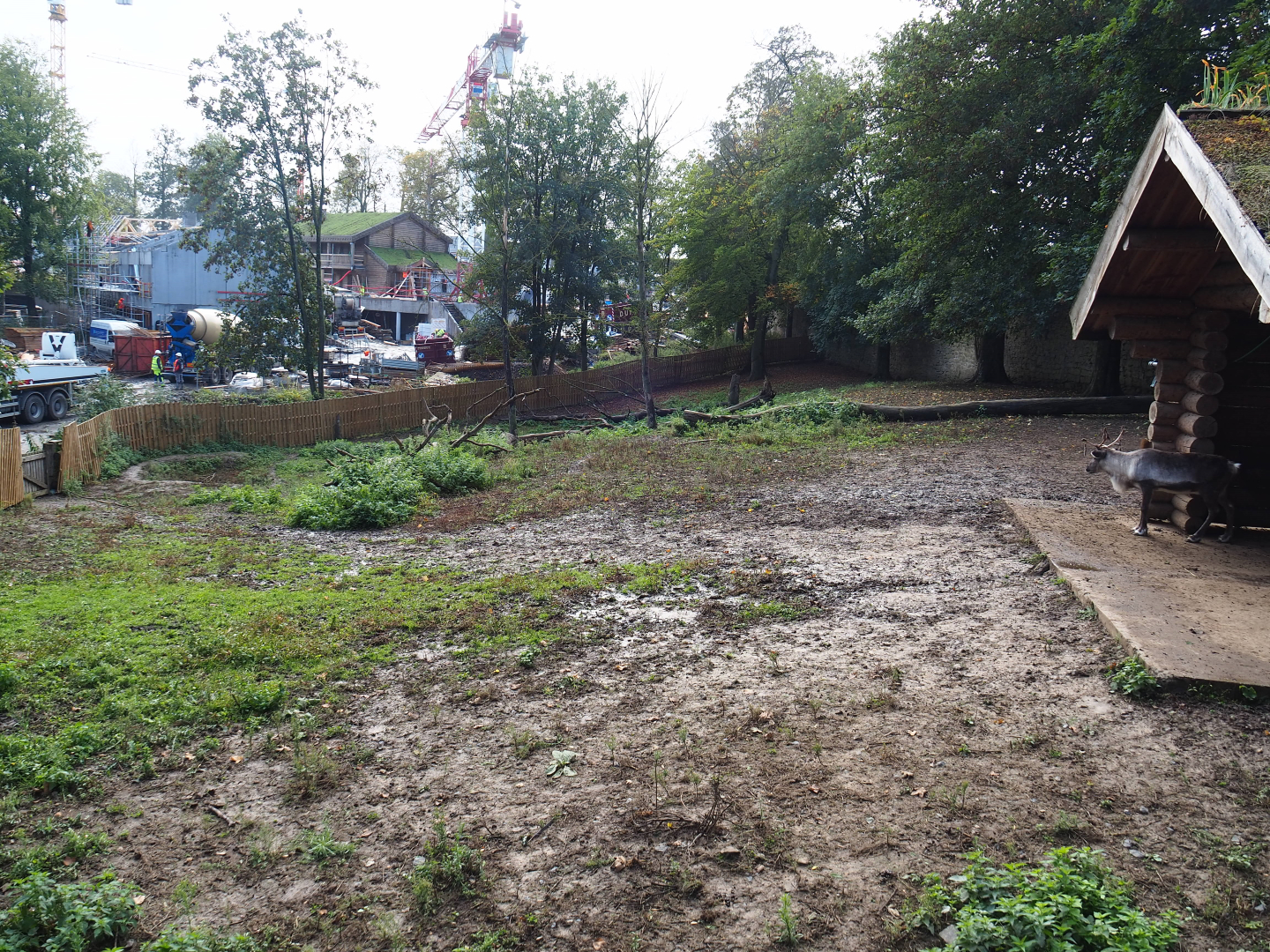 Domestic reindeer paddock, 2019-10-04