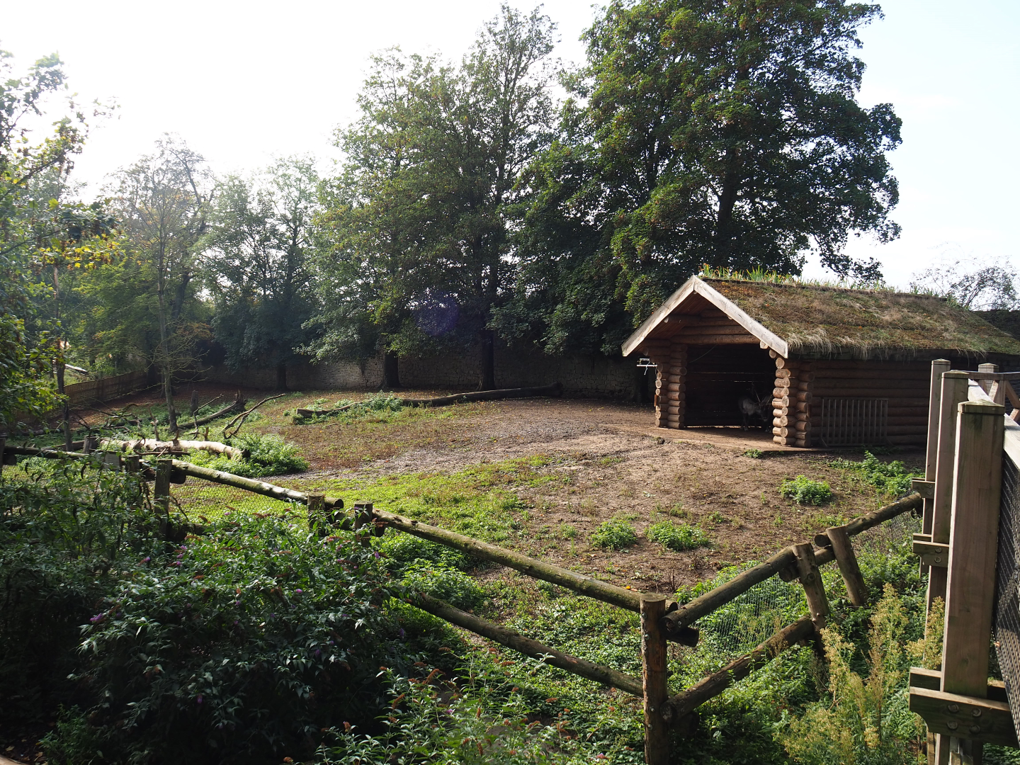 Domestic reindeer paddock, 2019-10-04
