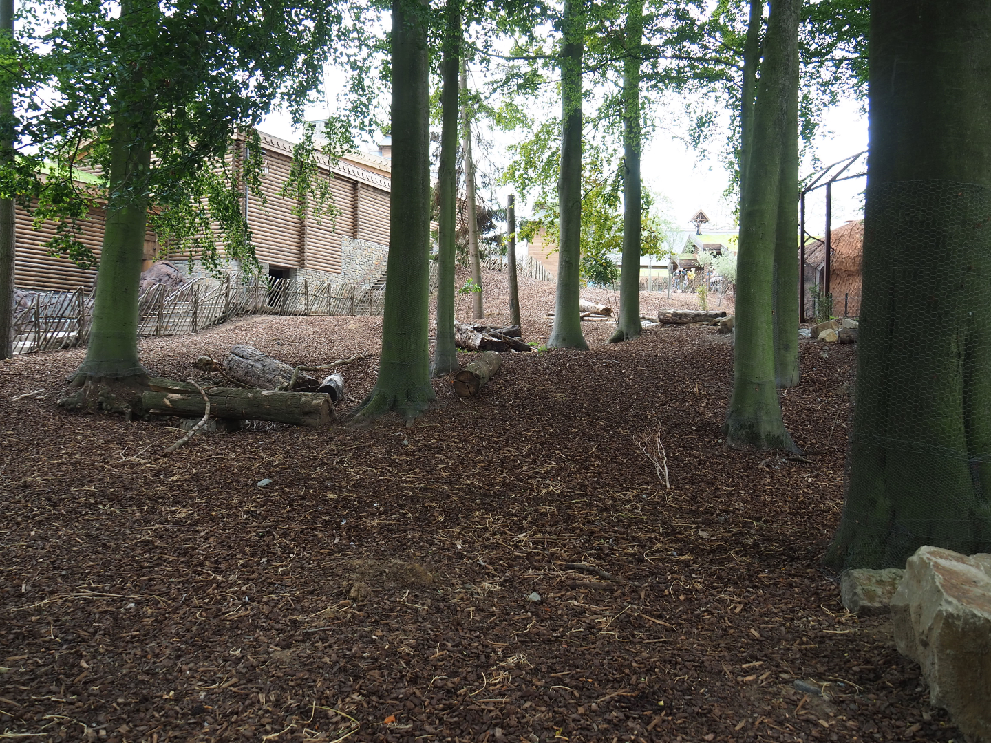 Domestic reindeer paddock, 2020-09-02