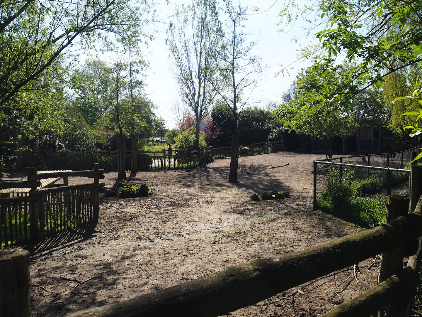 Domestic reindeer paddock, 2023-04-30