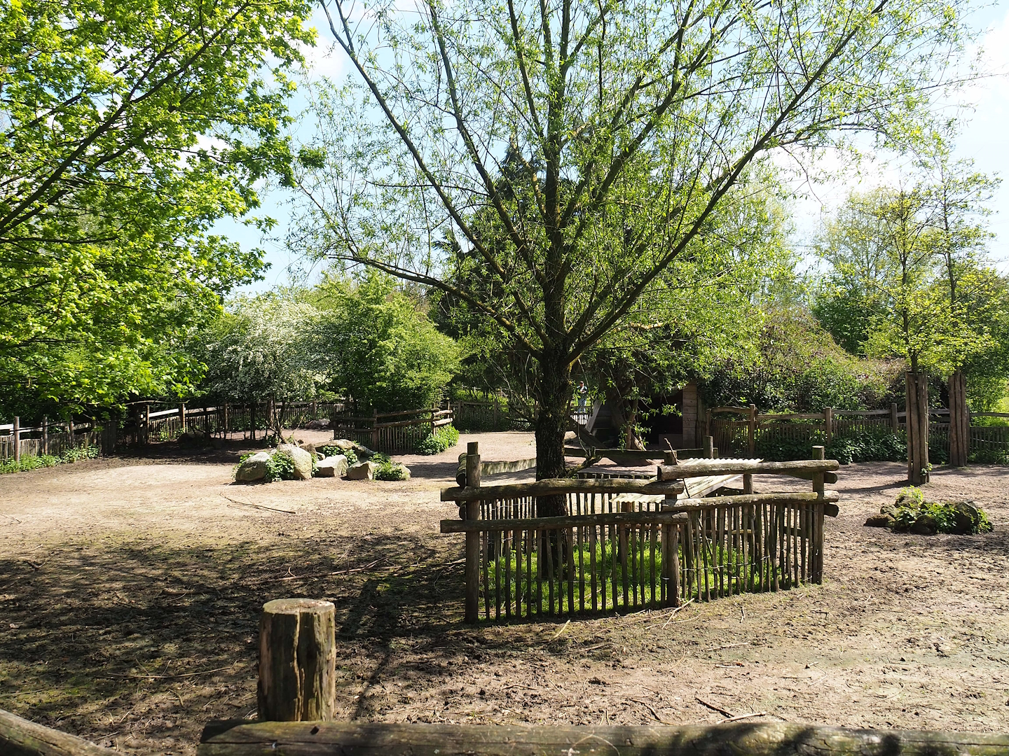 Domestic reindeer paddock, 2023-04-30