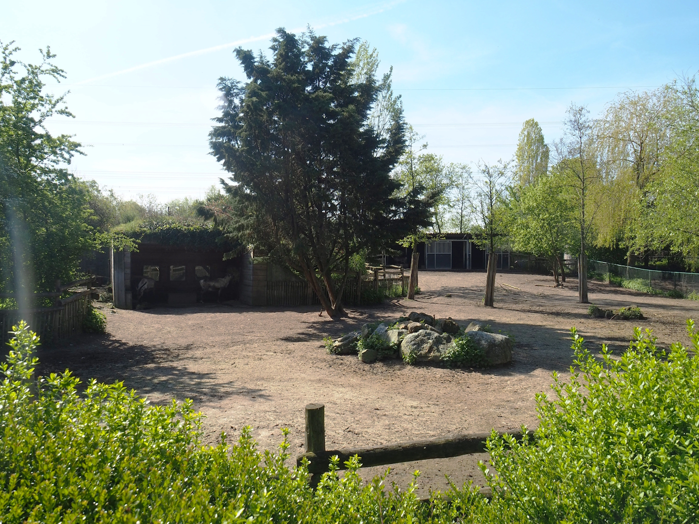 Domestic reindeer paddock, 2023-04-30