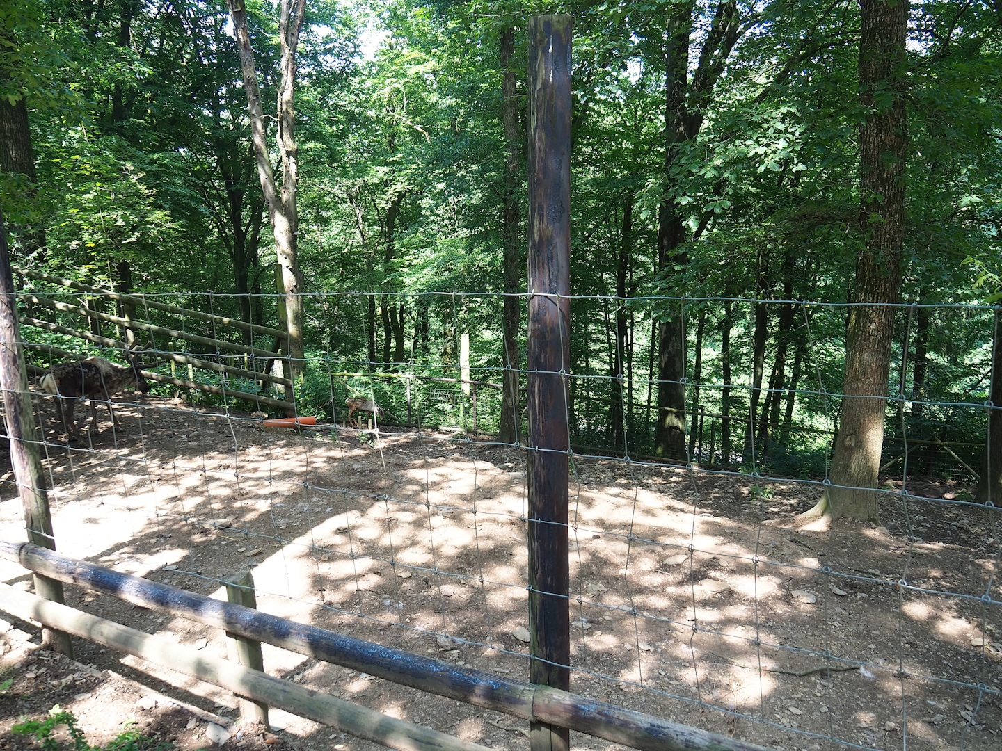 Domestic reindeer paddock, 2023-06-24