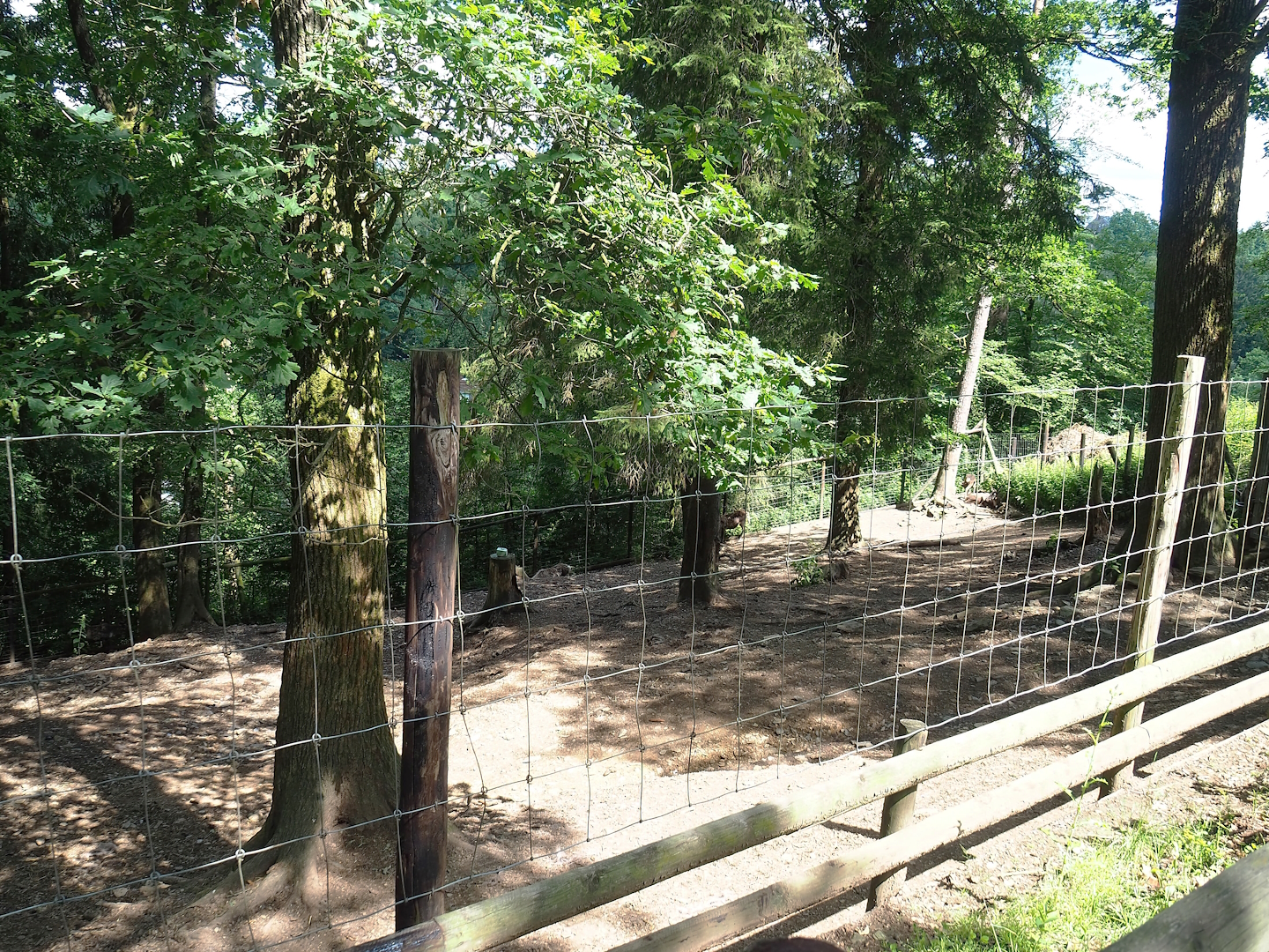 Domestic reindeer paddock, 2023-06-24