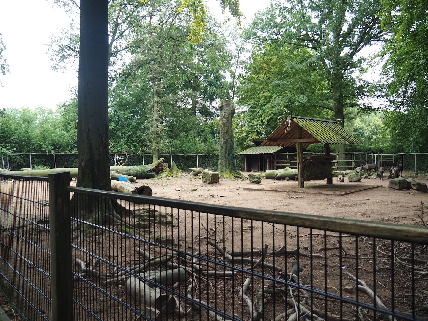 Domestic reindeer paddock, 2023-08-17