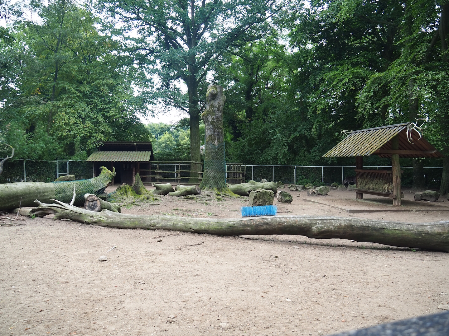 Domestic reindeer paddock, 2023-08-17