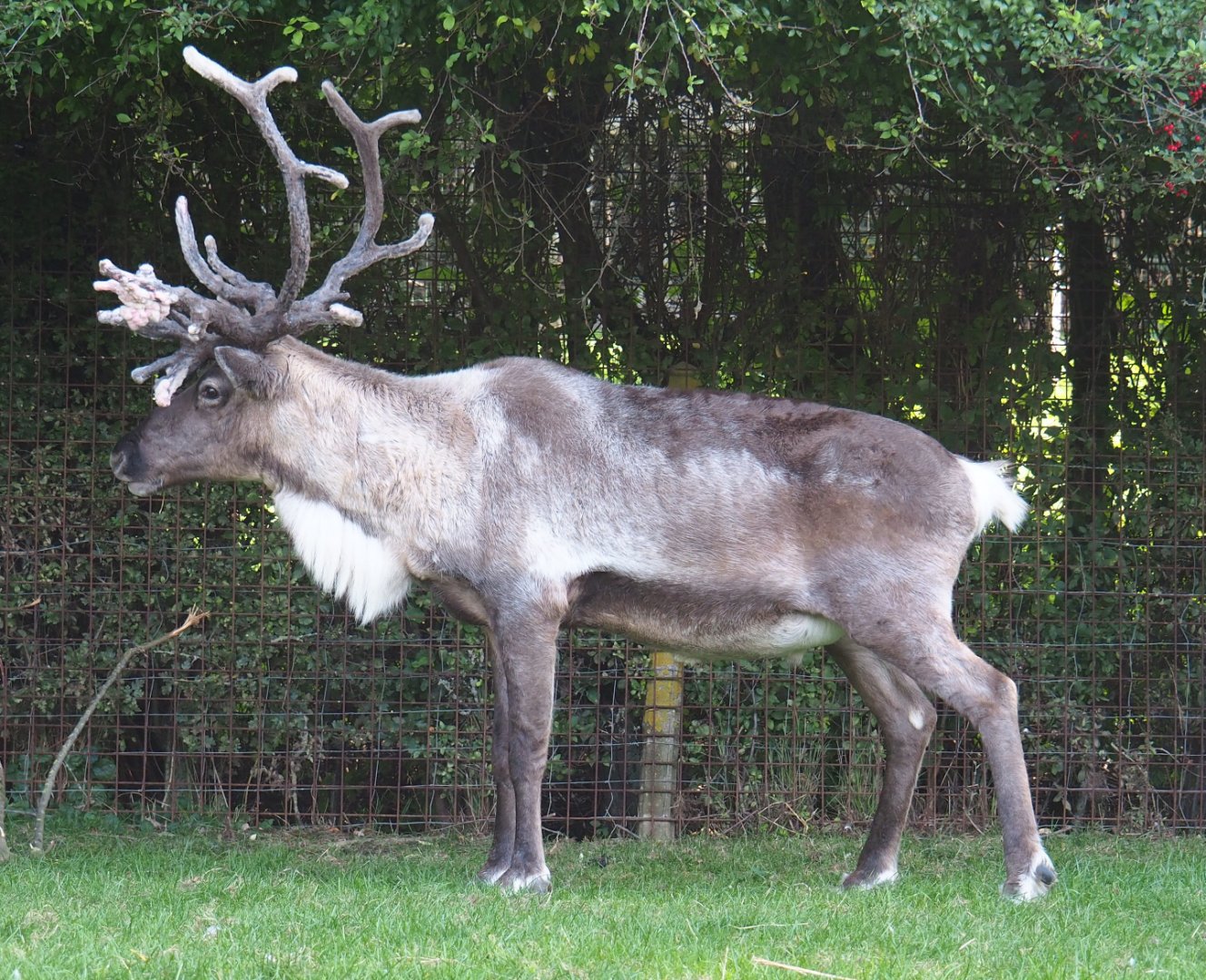 Domestic reindeer (Rangifer tarandus), 2020-09-12