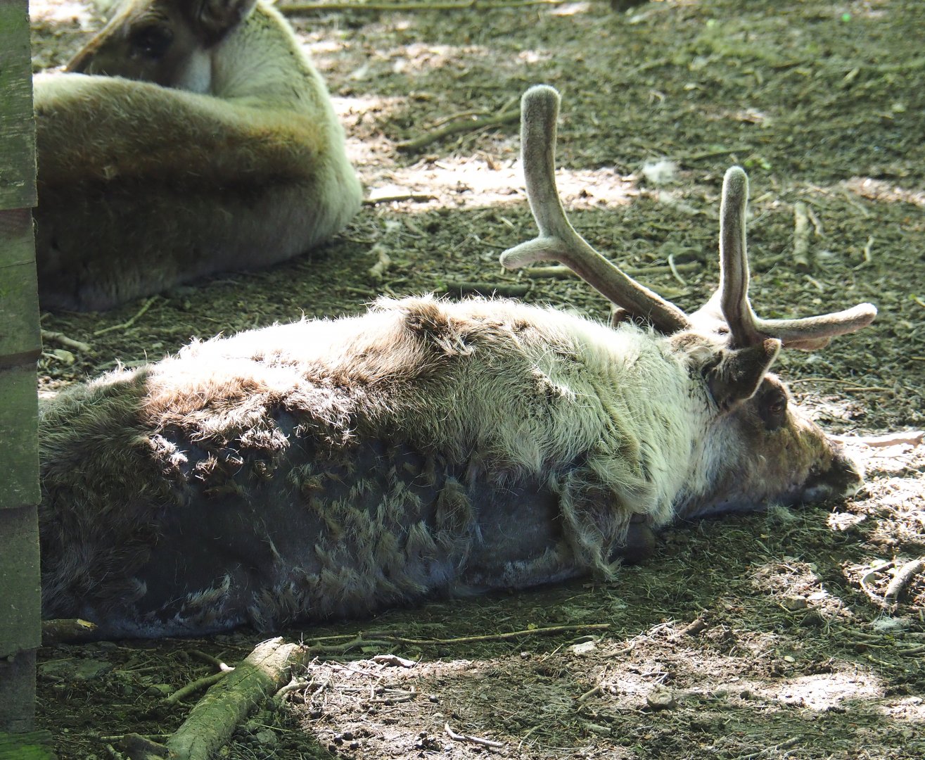 Domestic reindeer (Rangifer tarandus), 2021-05-29