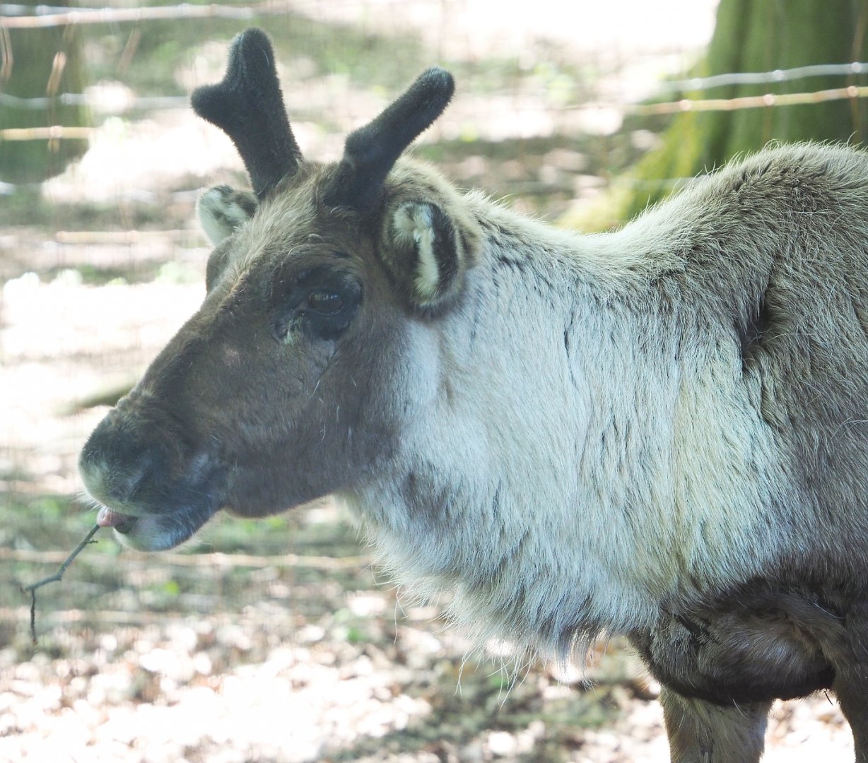 Domestic reindeer (Rangifer tarandus), 2021-05-29