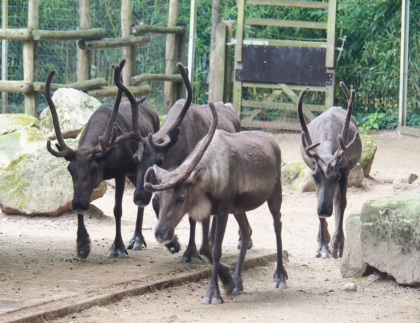 Domestic reindeer (Rangifer tarandus), 2023-08-17