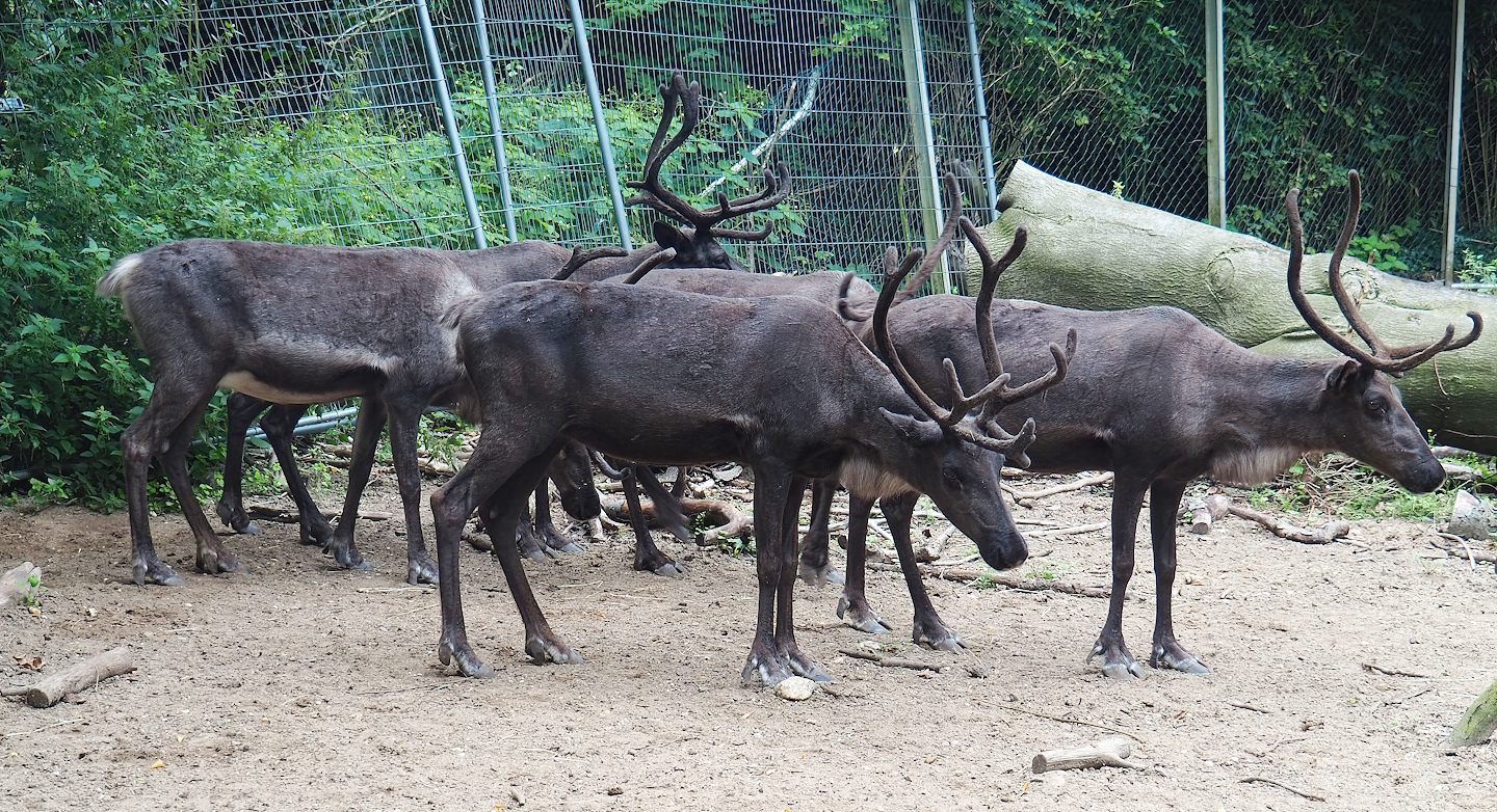 Domestic reindeer (Rangifer tarandus), 2023-08-17