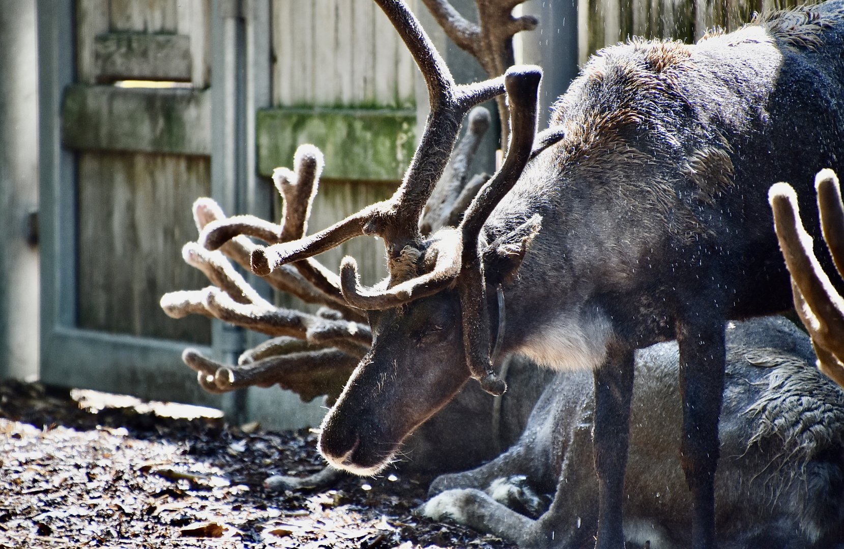 Domestic Reindeer (Rangifer tarandus) beating the heat