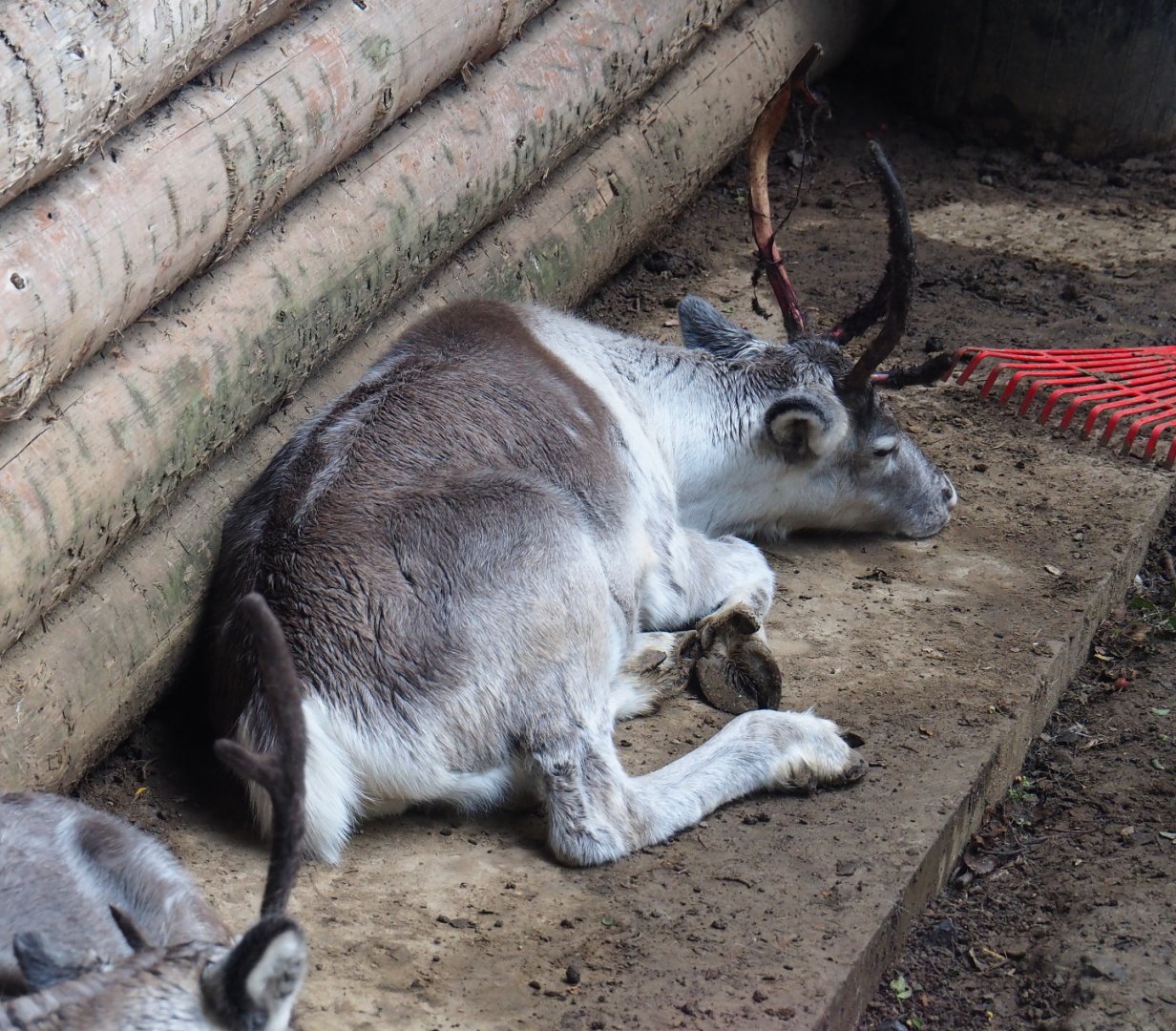 Domestic reindeer (Rangifer tarandus domesticus), 2019-10-04