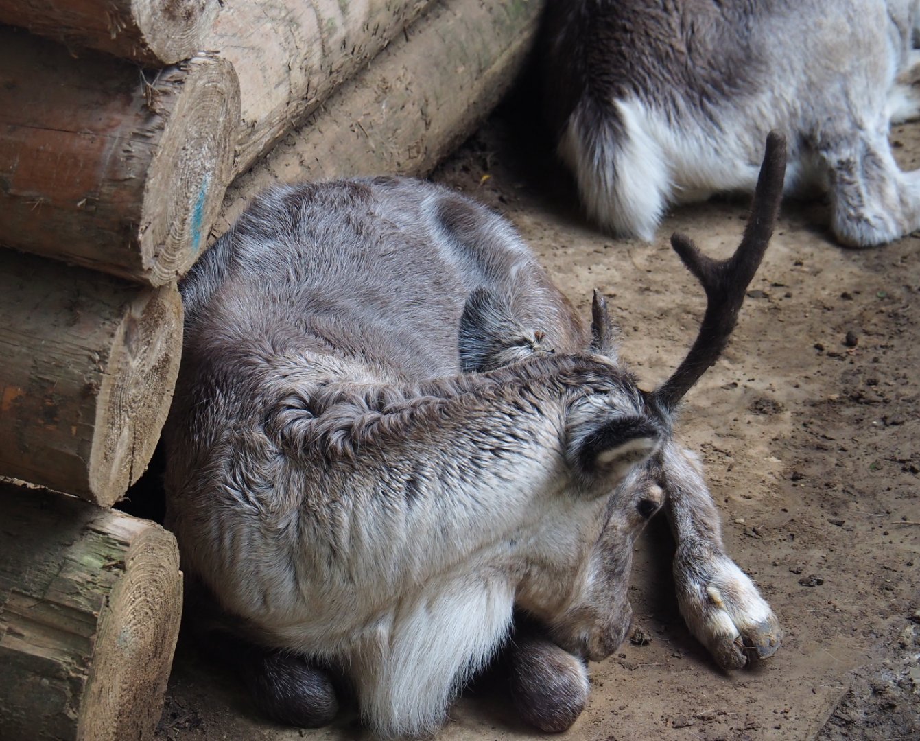 Domestic reindeer (Rangifer tarandus domesticus), 2019-10-04