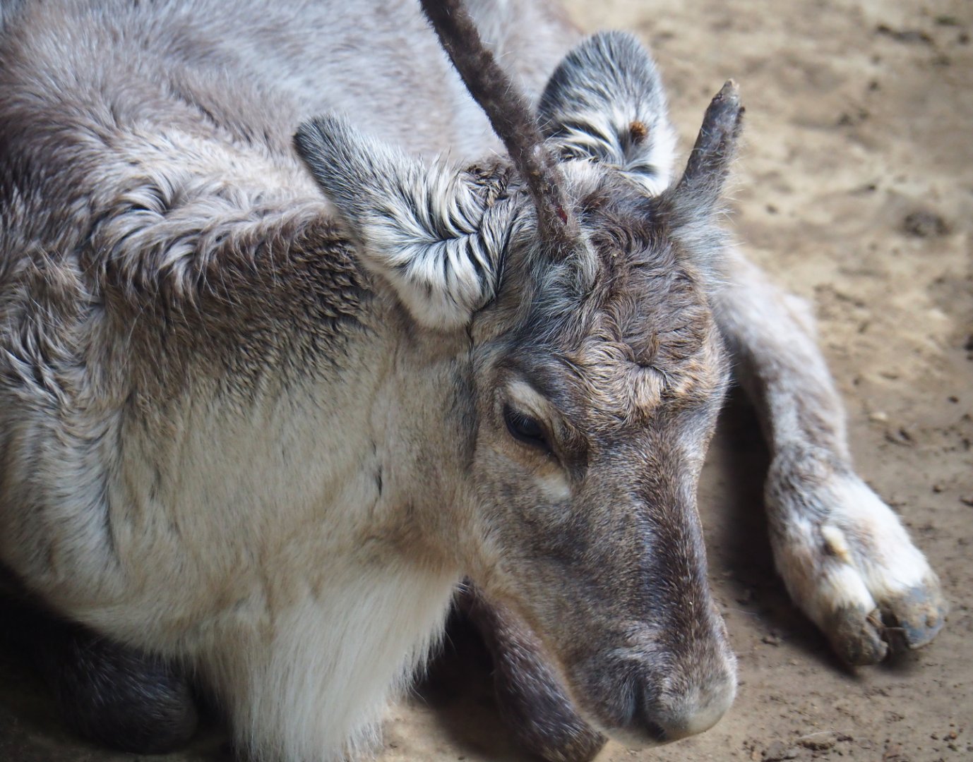 Domestic reindeer (Rangifer tarandus domesticus), 2019-10-04