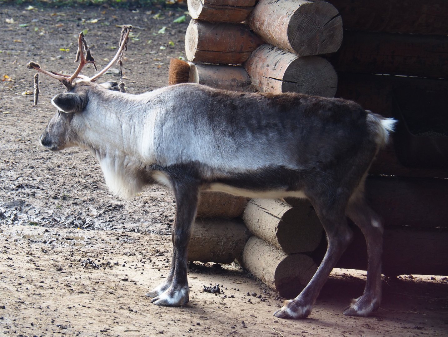 Domestic reindeer (Rangifer tarandus domesticus), 2019-10-04