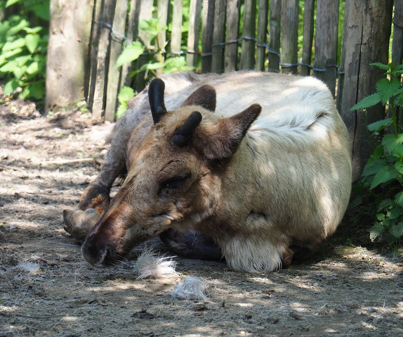 Domestic reindeer (Rangifer tarandus domesticus), 2023-04-30
