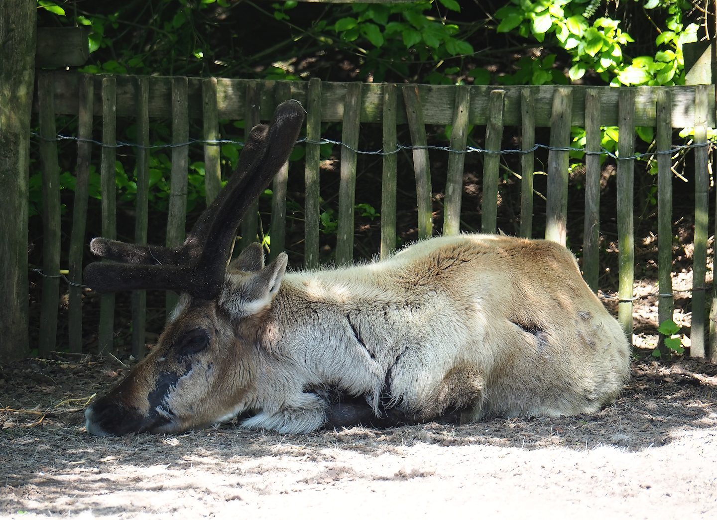 Domestic reindeer (Rangifer tarandus domesticus), 2023-04-30