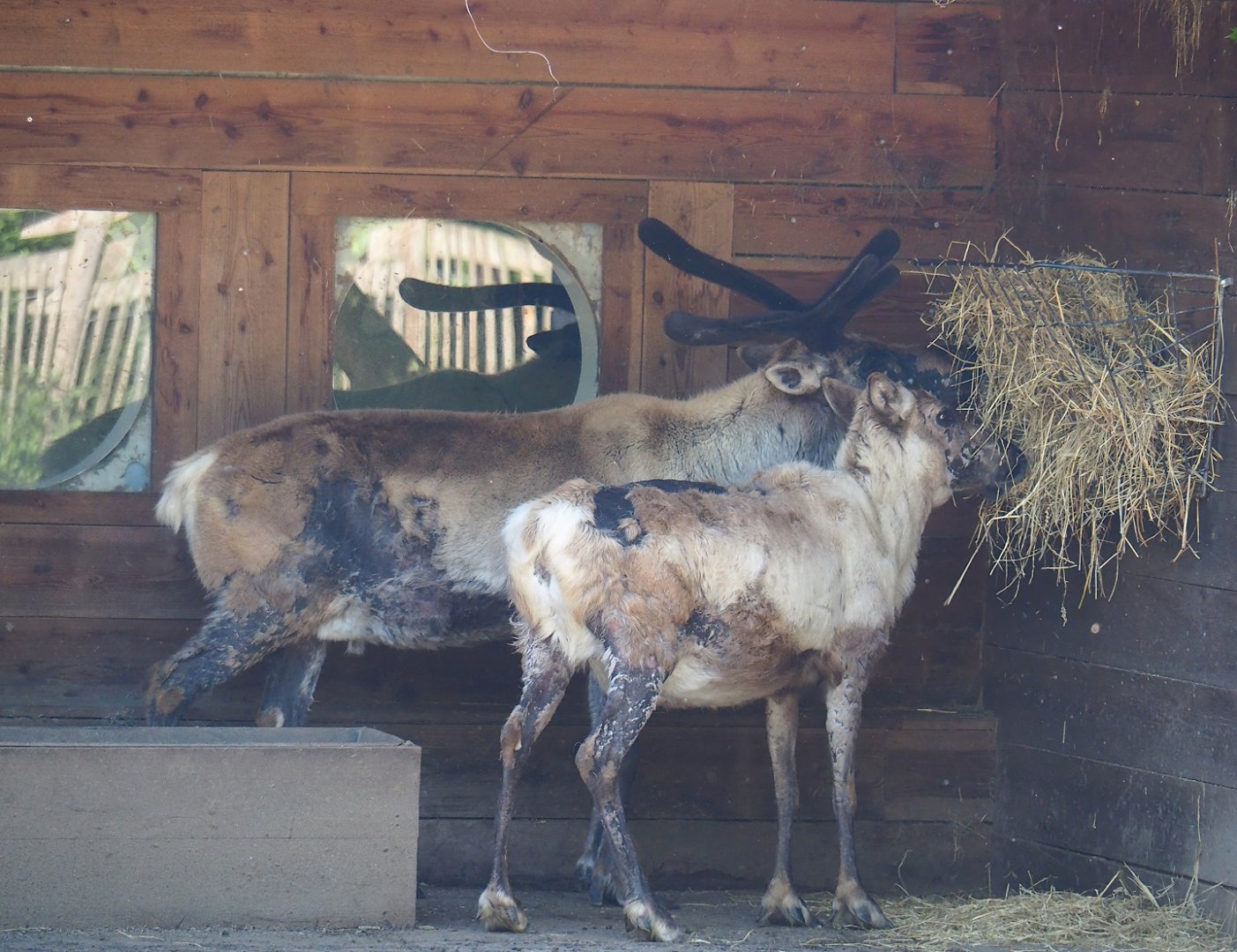Domestic reindeer (Rangifer tarandus domesticus), 2023-04-30