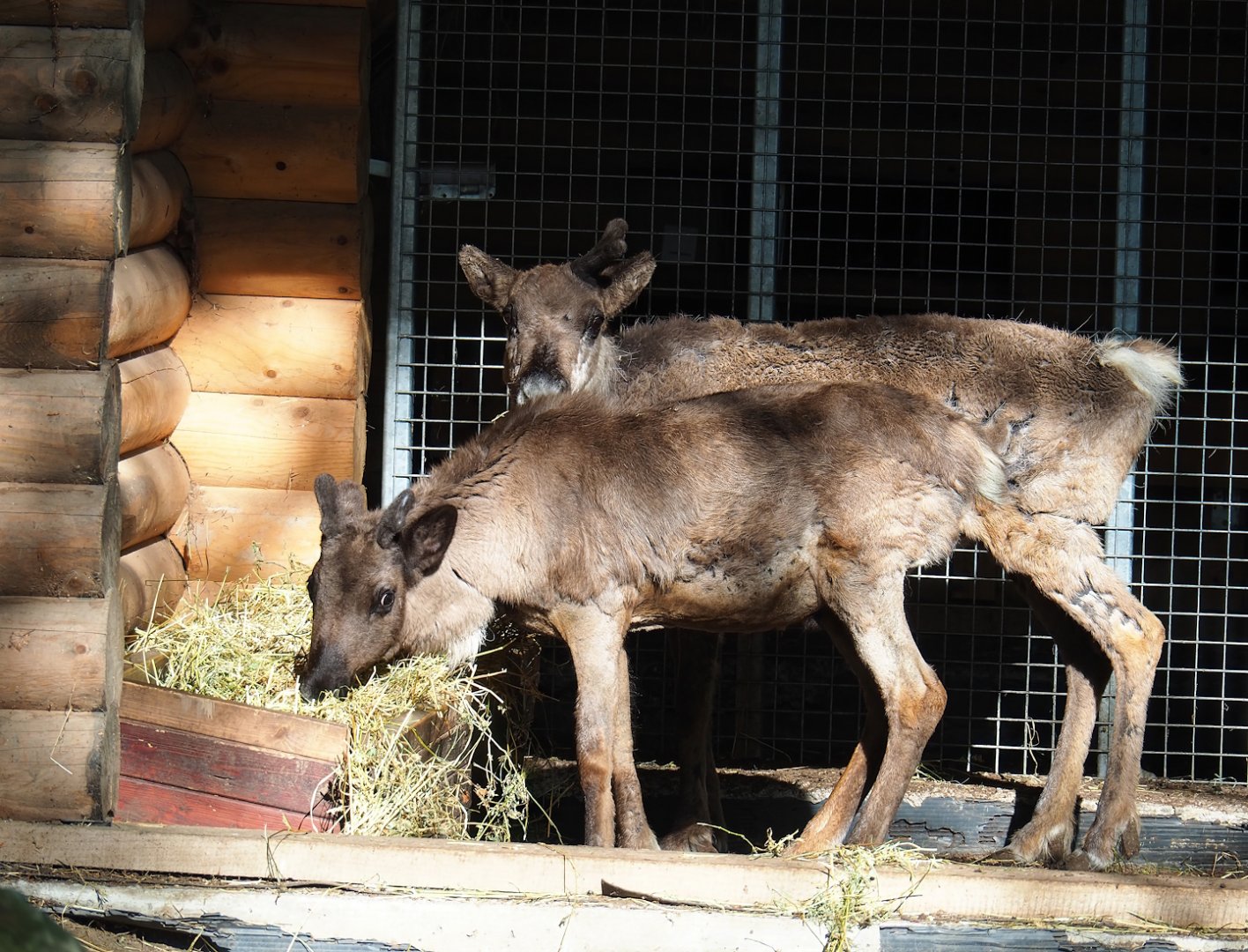 Domestic reindeer (Rangifer tarandus domesticus), 2023-05-16