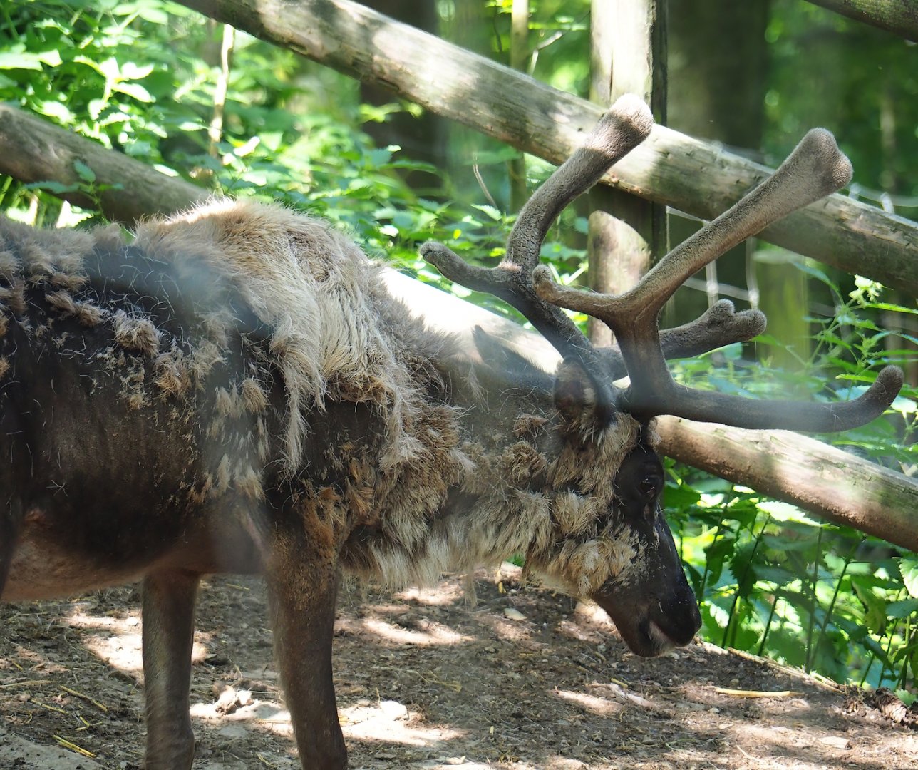 Domestic reindeer (Rangifer tarandus domesticus), 2023-06-24