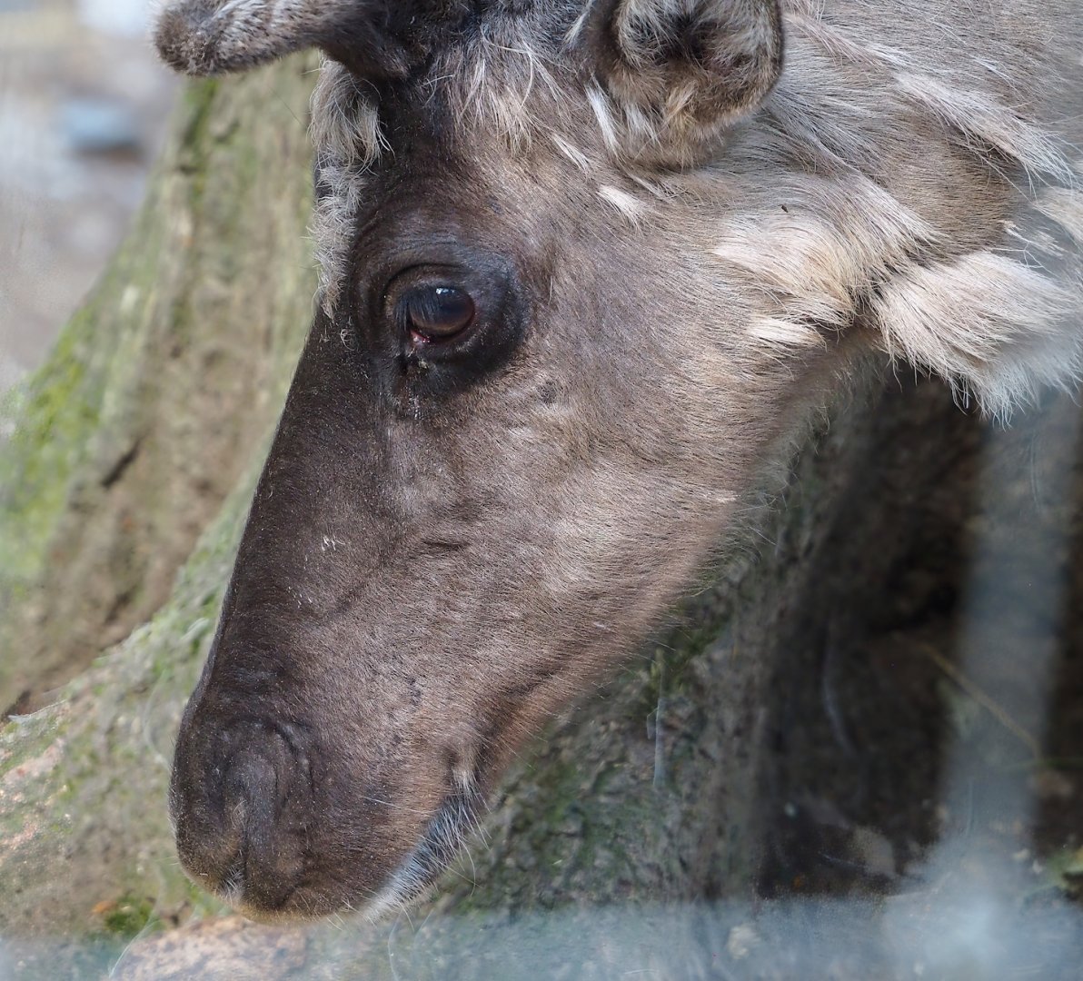 Domestic reindeer (Rangifer tarandus domesticus), 2023-06-24