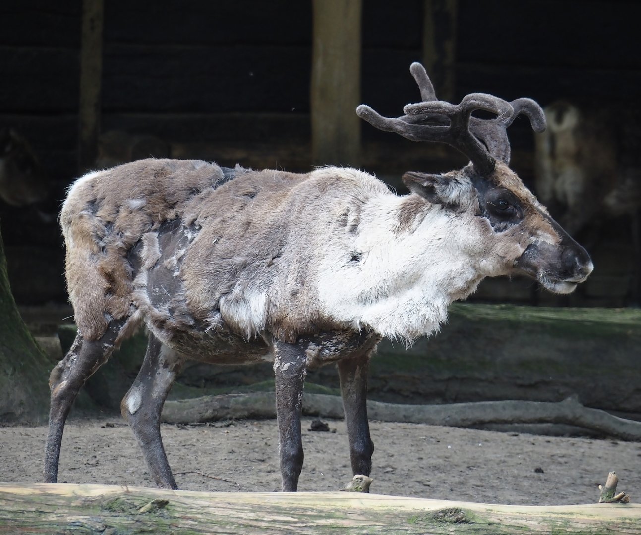 Domestic reindeer (Rangifer tarandus domesticus), 2024-06-08