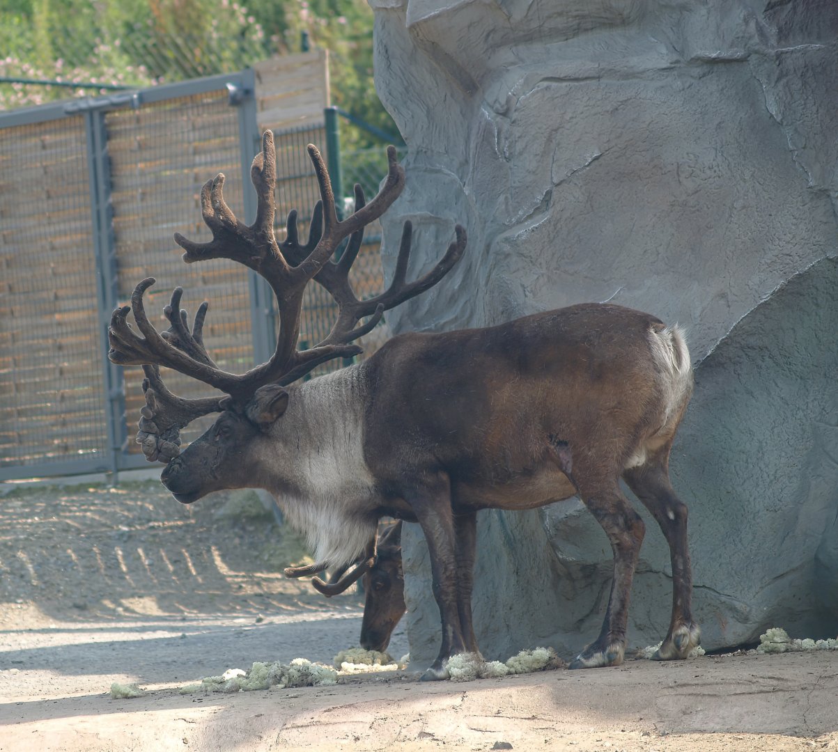 Domestic reindeer (Rangifer tarandus domesticus) buck, 2007-07-15