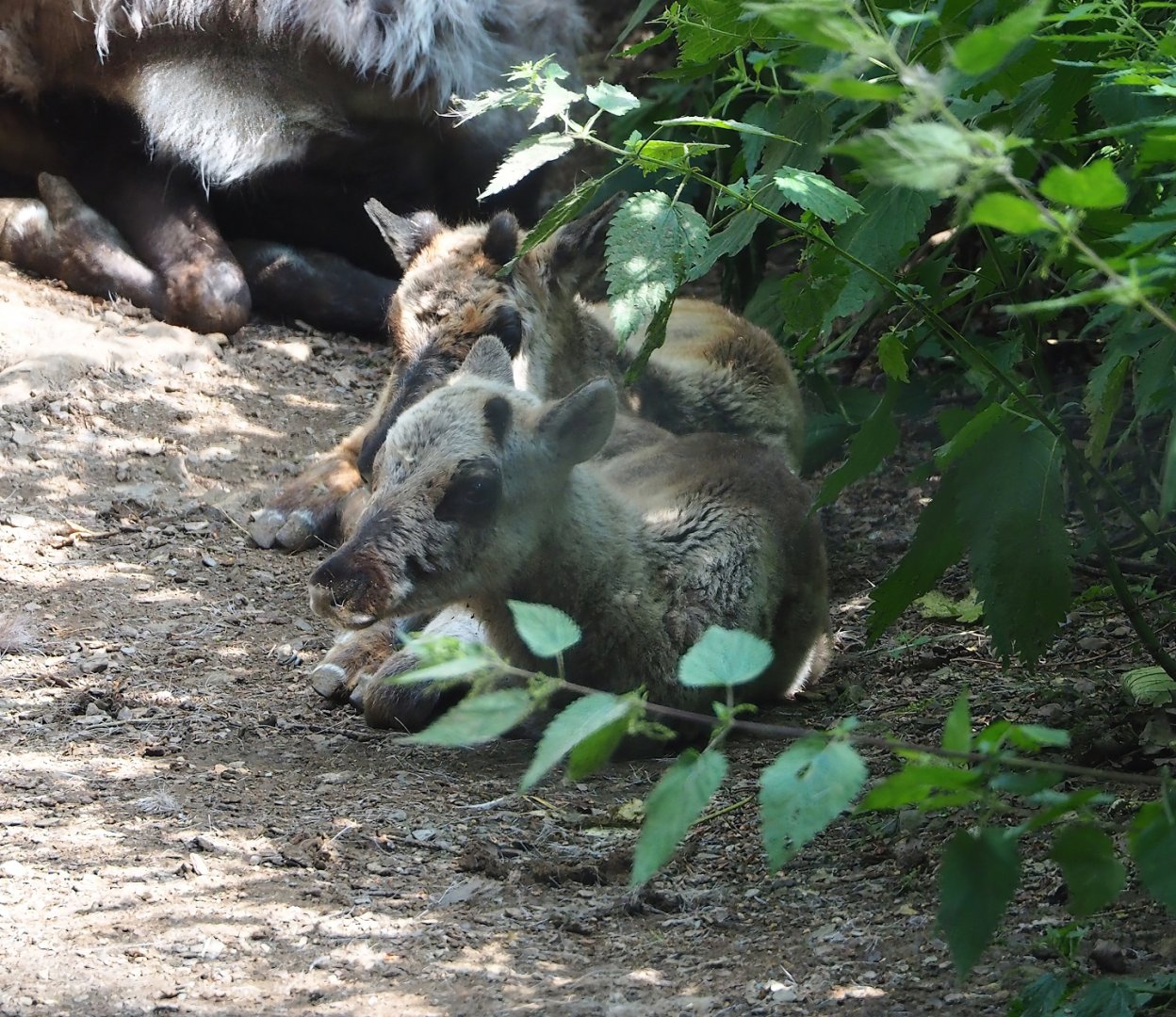 Domestic reindeer (Rangifer tarandus domesticus) calves, 2023-06-24