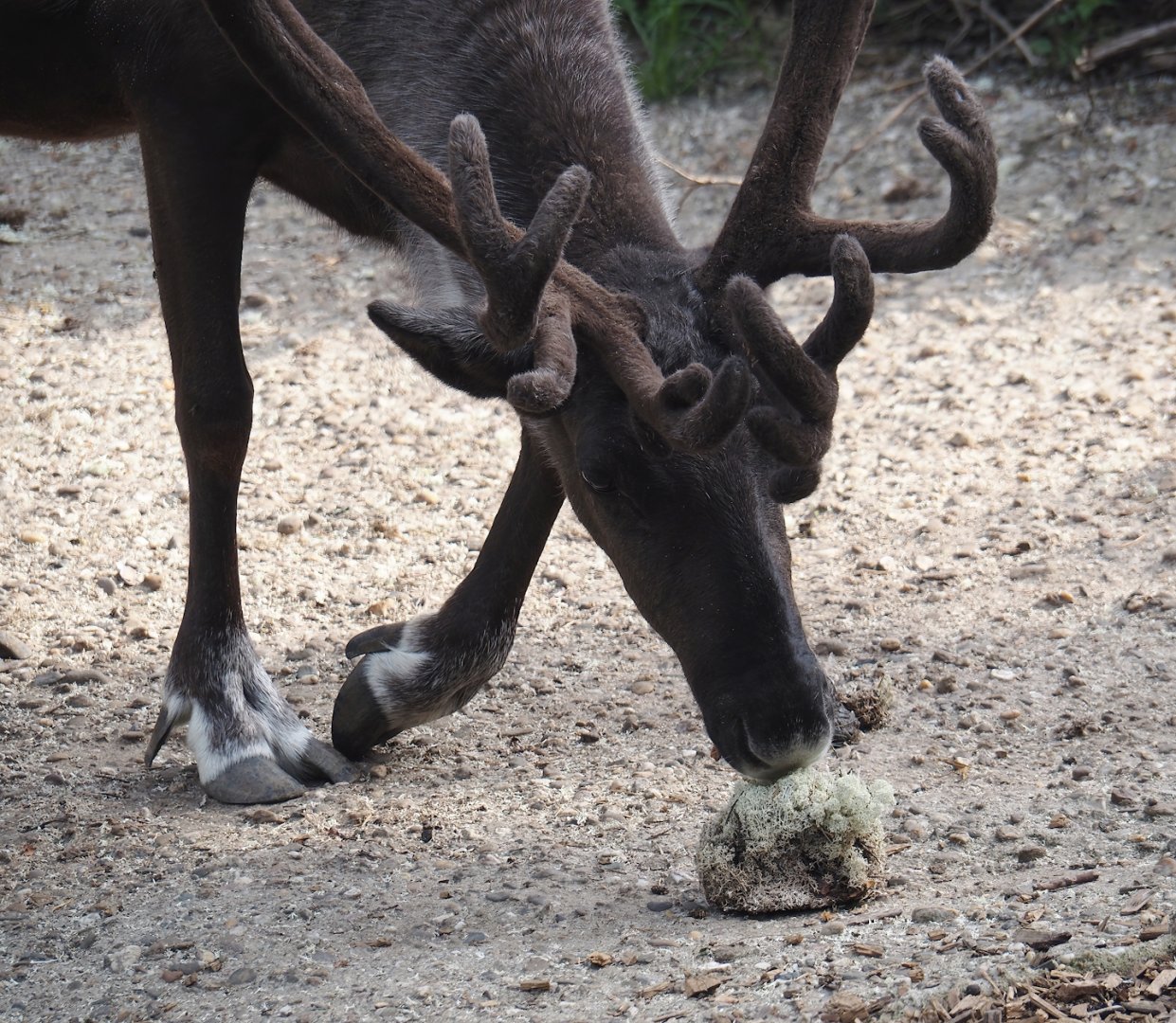 Domestic reindeer (Rangifer tarandus domesticus) eating reindeer moss, 2024-08-05