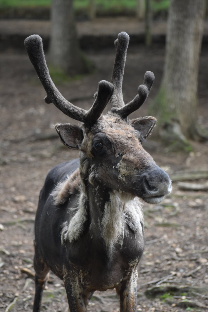 Domestic Reindeer - Rangifer tarandus f. domestica