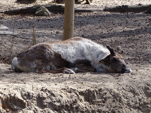 Domestic Reindeer (Rangifer tarandus f. domestica)