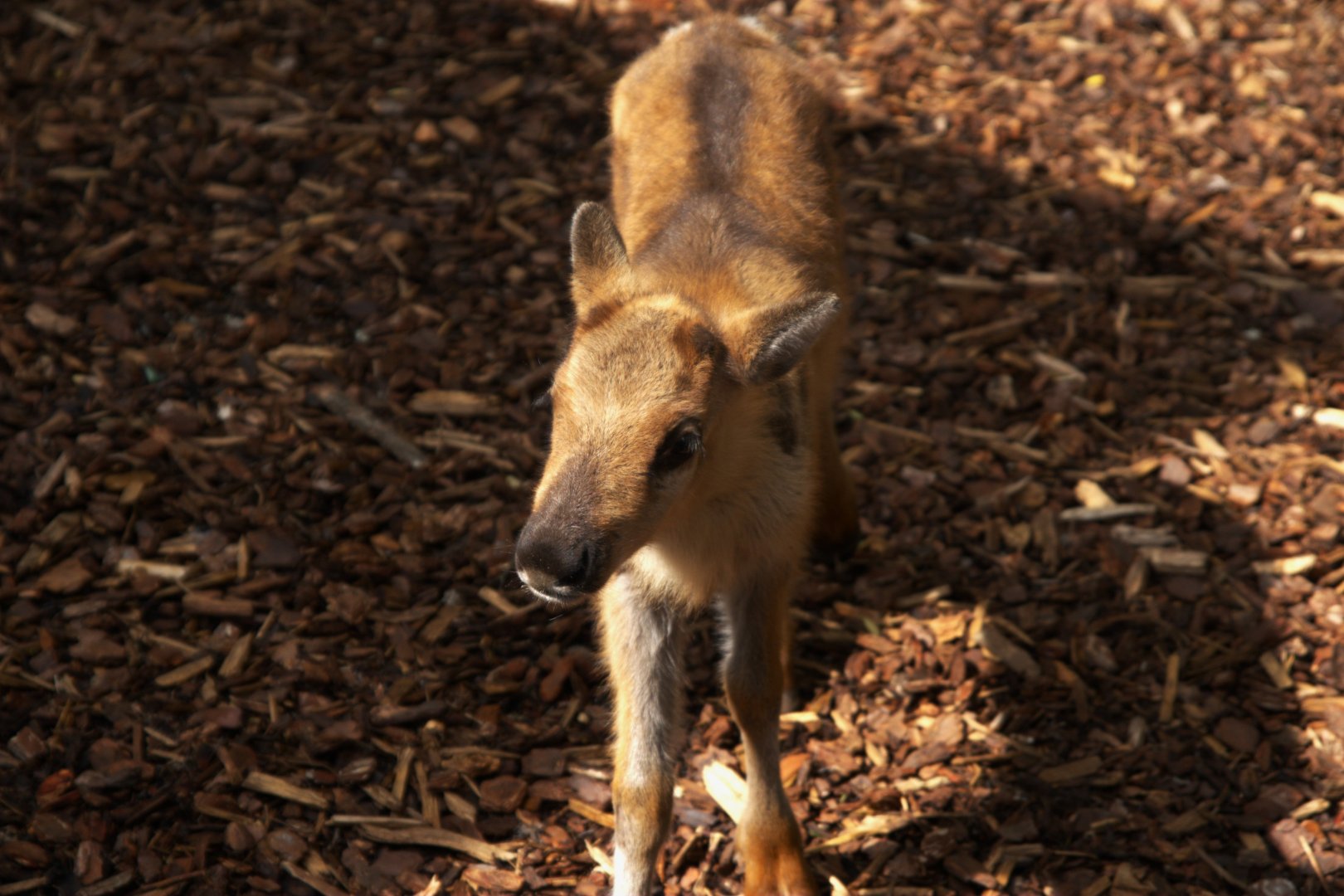 Domestic Reindeer (Rangifer tarandus f. domestica)