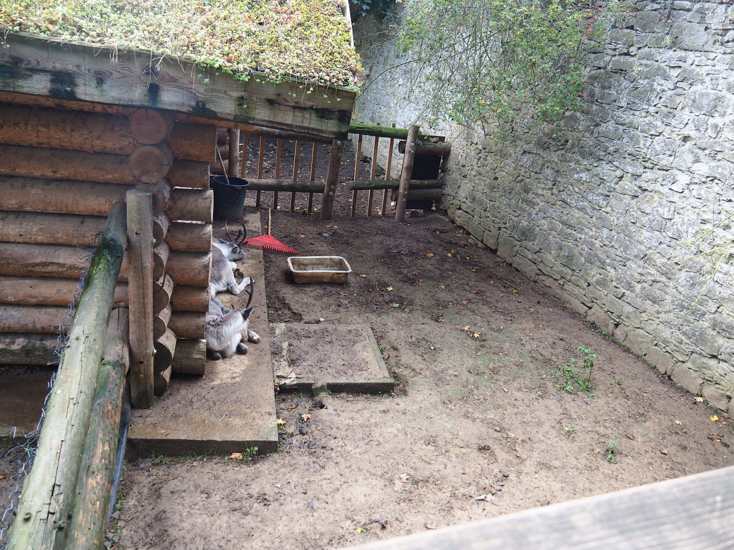 Domestic reindeer separation paddock, 2019-10-04