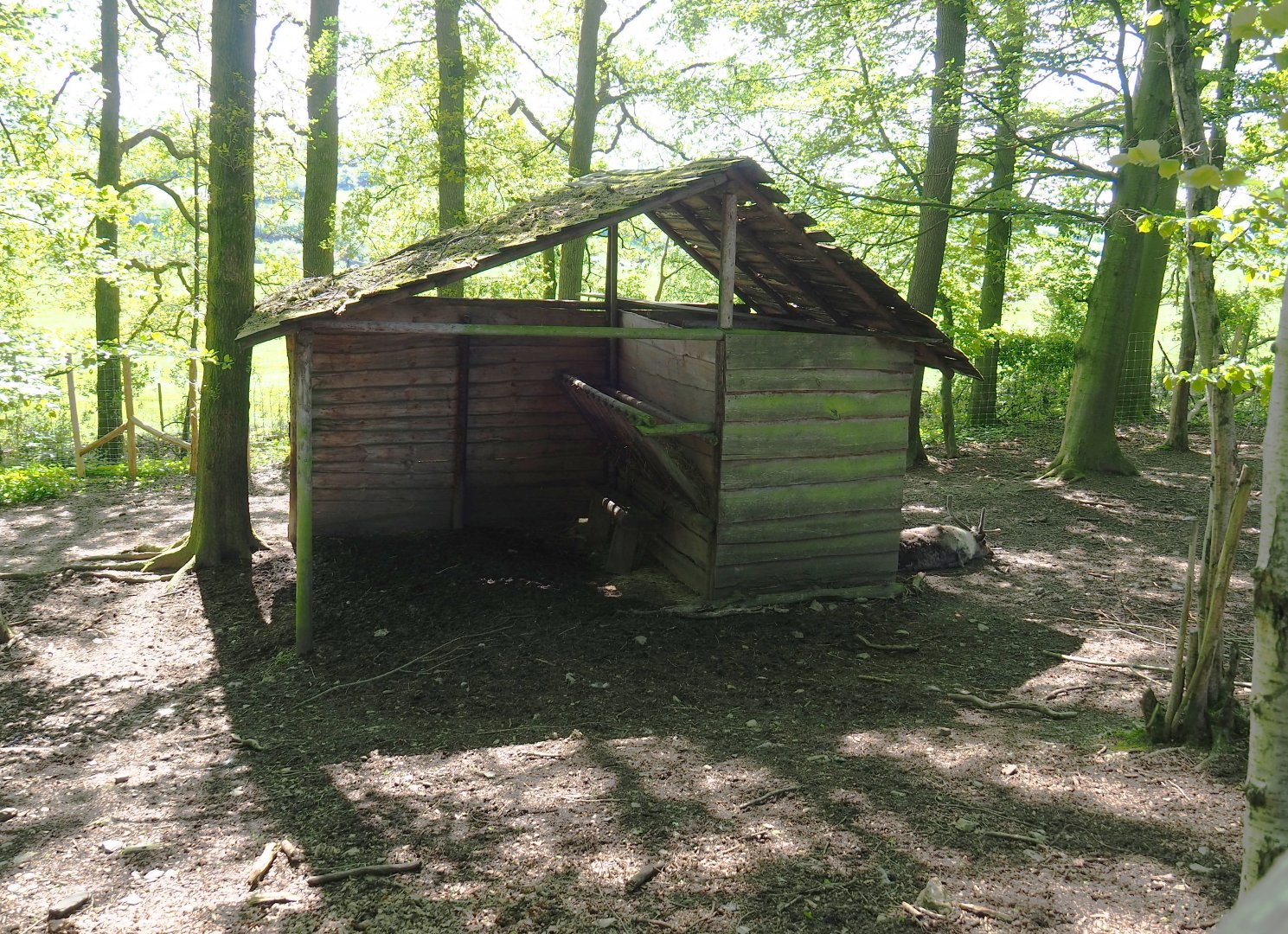 Domestic reindeer shelter, 2021-05-29